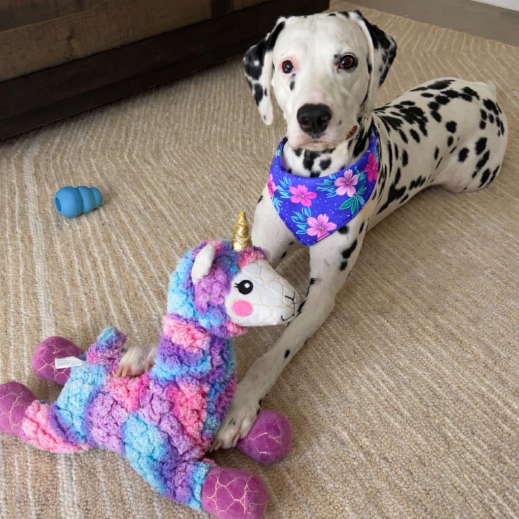 Coco — thumbnail 3