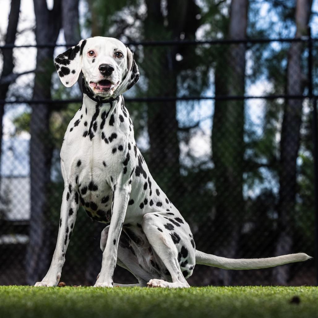 Coco — thumbnail 4