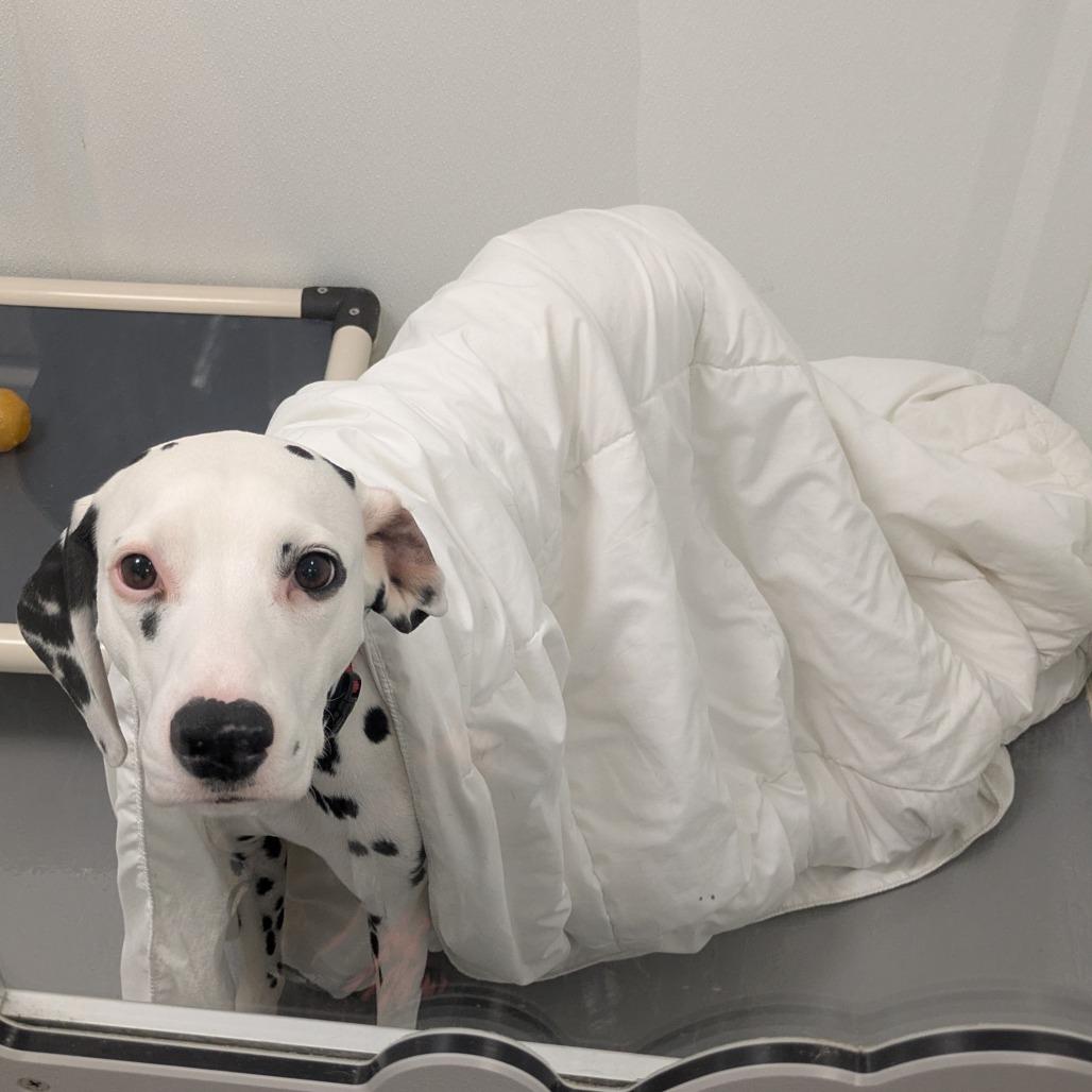 Coco — thumbnail 5