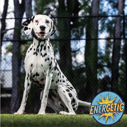 Coco — thumbnail 6