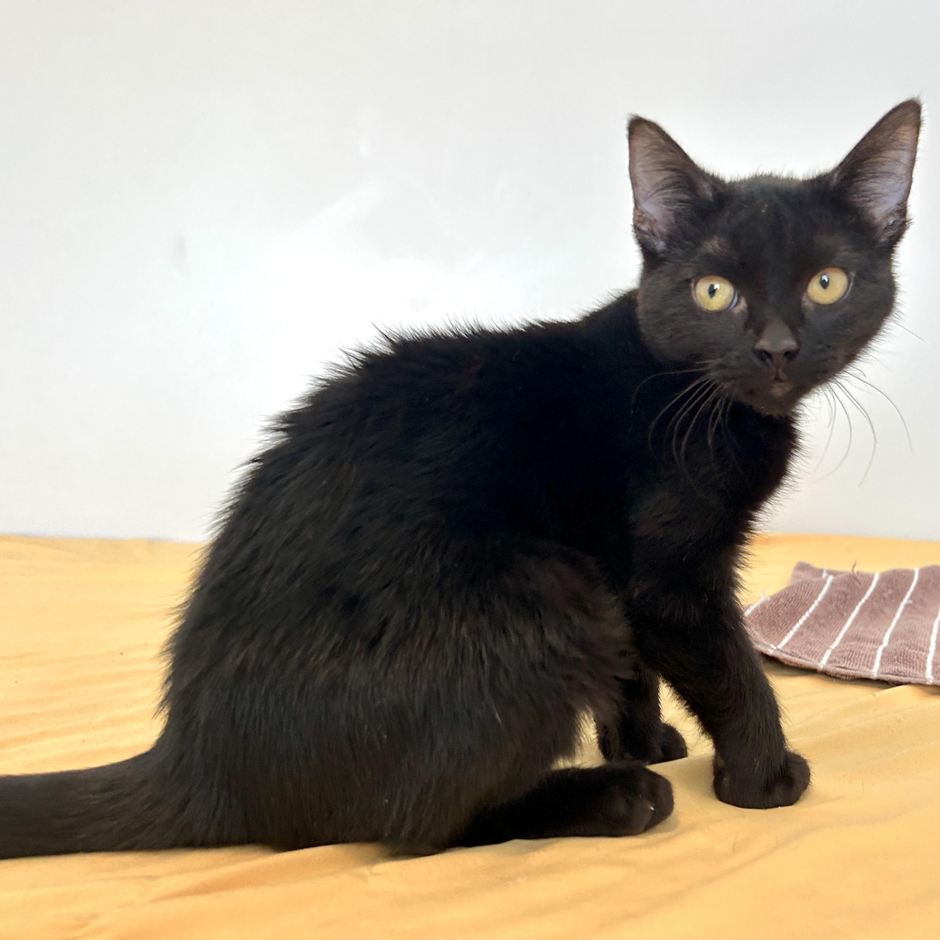Love Bug, a ADOPTABLE Domestic Short Hair in Lancaster, PA image 2/3