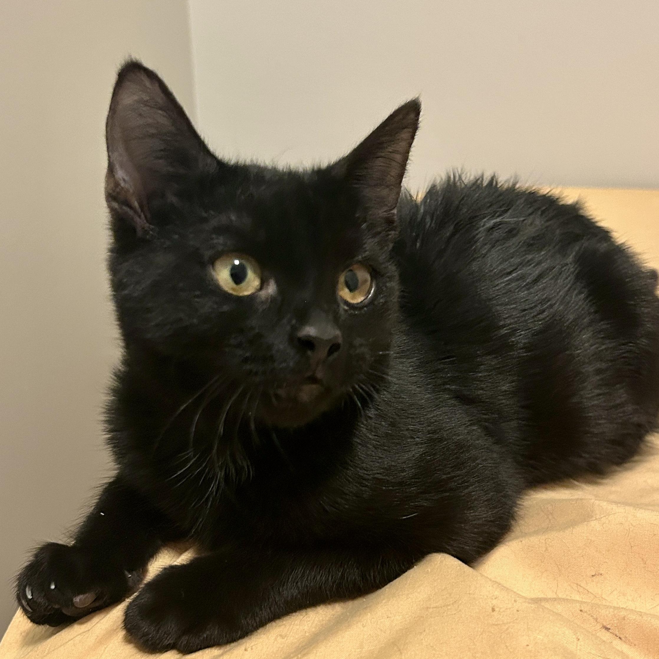 Love Bug, a ADOPTABLE Domestic Short Hair in Lancaster, PA image 3/3