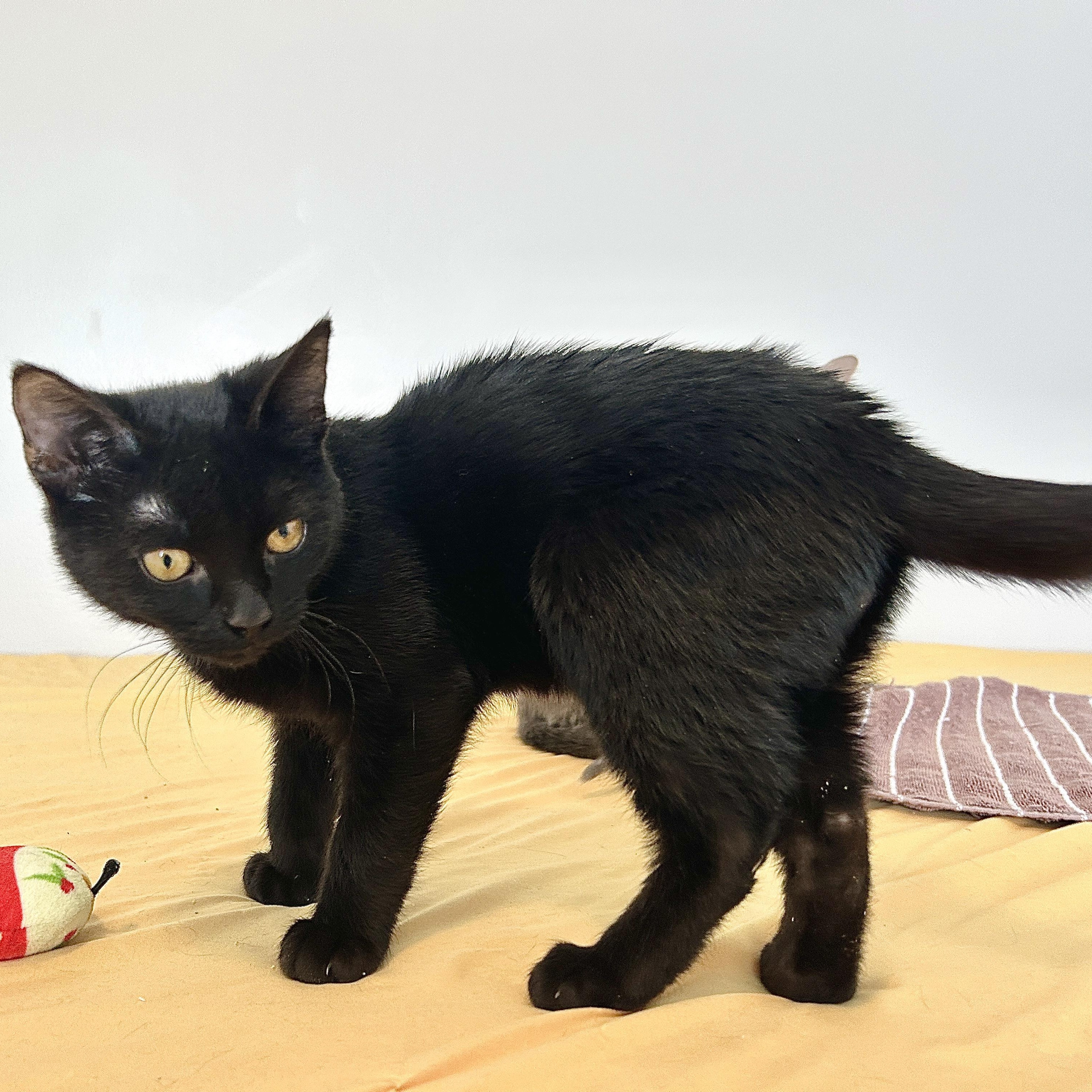Love Bug, a ADOPTABLE Domestic Short Hair in Lancaster, PA image 1/3