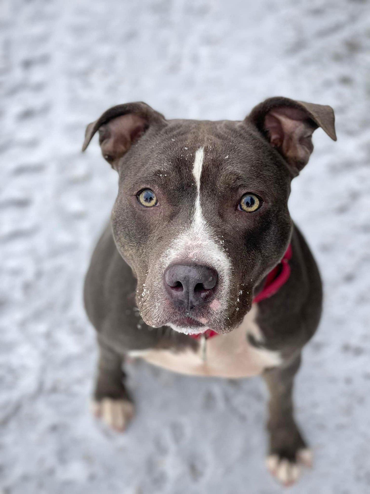 NYX, a Adoptable mixed breed in Minneapolis, MN image 2/6