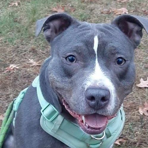 NYX, a Adoptable mixed breed in Minneapolis, MN image 3/6