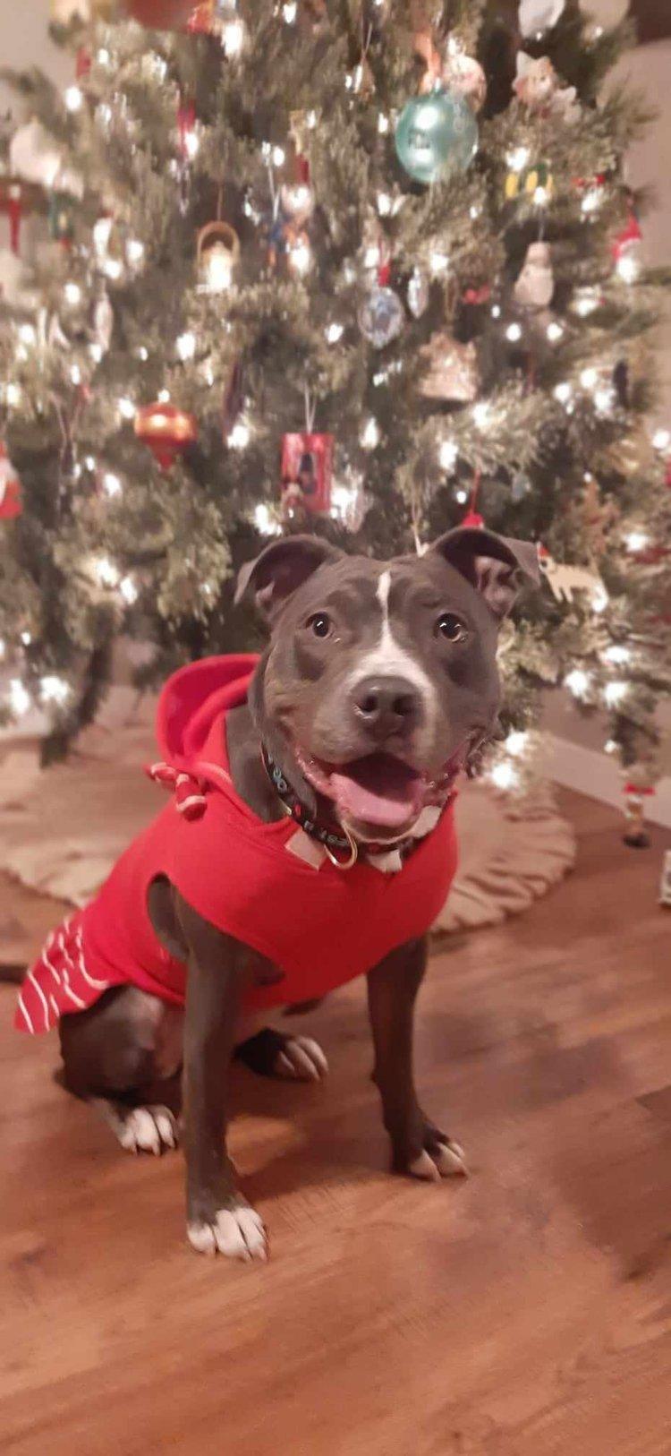 NYX, a Adoptable mixed breed in Minneapolis, MN image 1/6