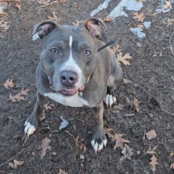 NYX, a Adoptable mixed breed in Minneapolis, MN image 4/6