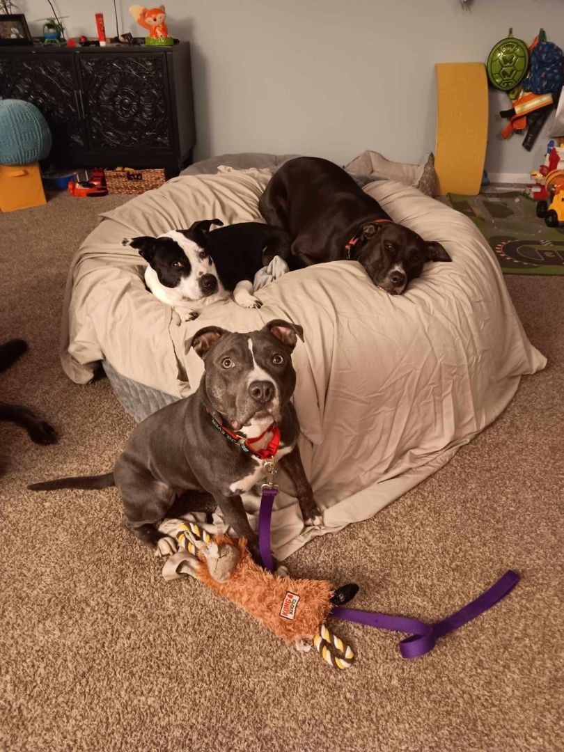 NYX, a Adoptable mixed breed in Minneapolis, MN image 5/6