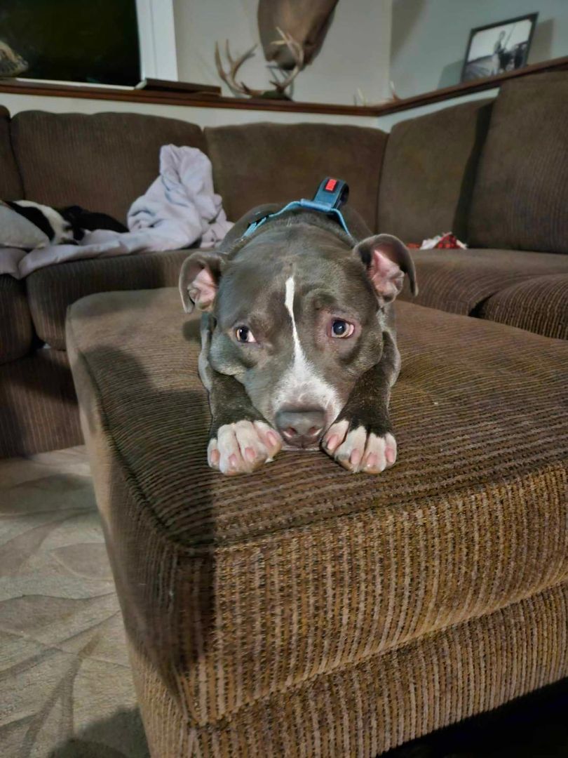 NYX, a Adoptable mixed breed in Minneapolis, MN image 6/6