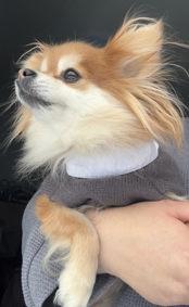 Gabbana, a ADOPTABLE mixed breed in Keswick, ON image 3/3