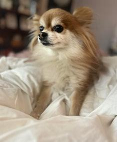 Gabbana, a ADOPTABLE mixed breed in Keswick, ON image 1/3