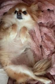 Gabbana, a ADOPTABLE mixed breed in Keswick, ON image 2/3