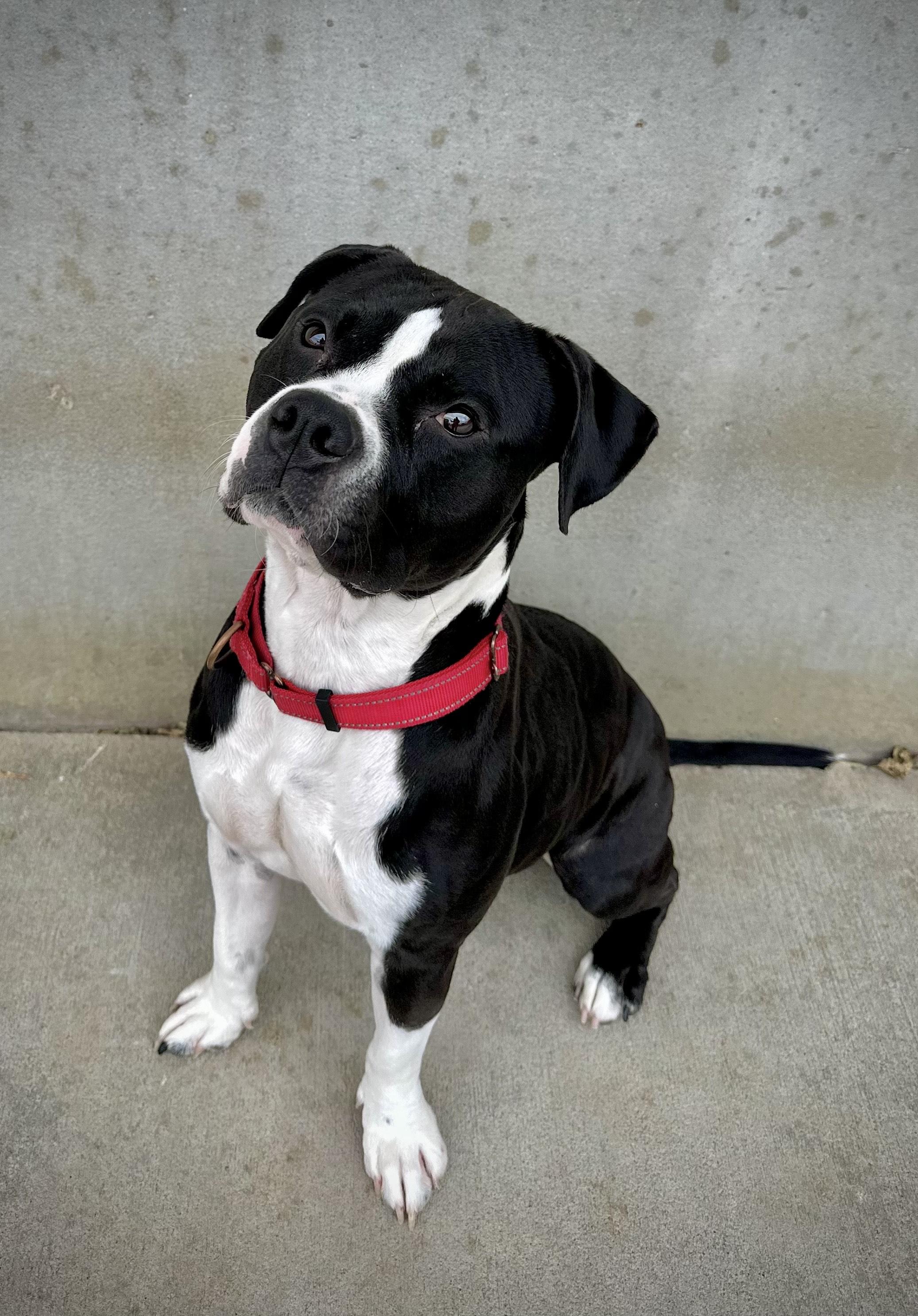 Meatloaf, a Adoptable Pit Bull Terrier in Mason City, IA image 1/2