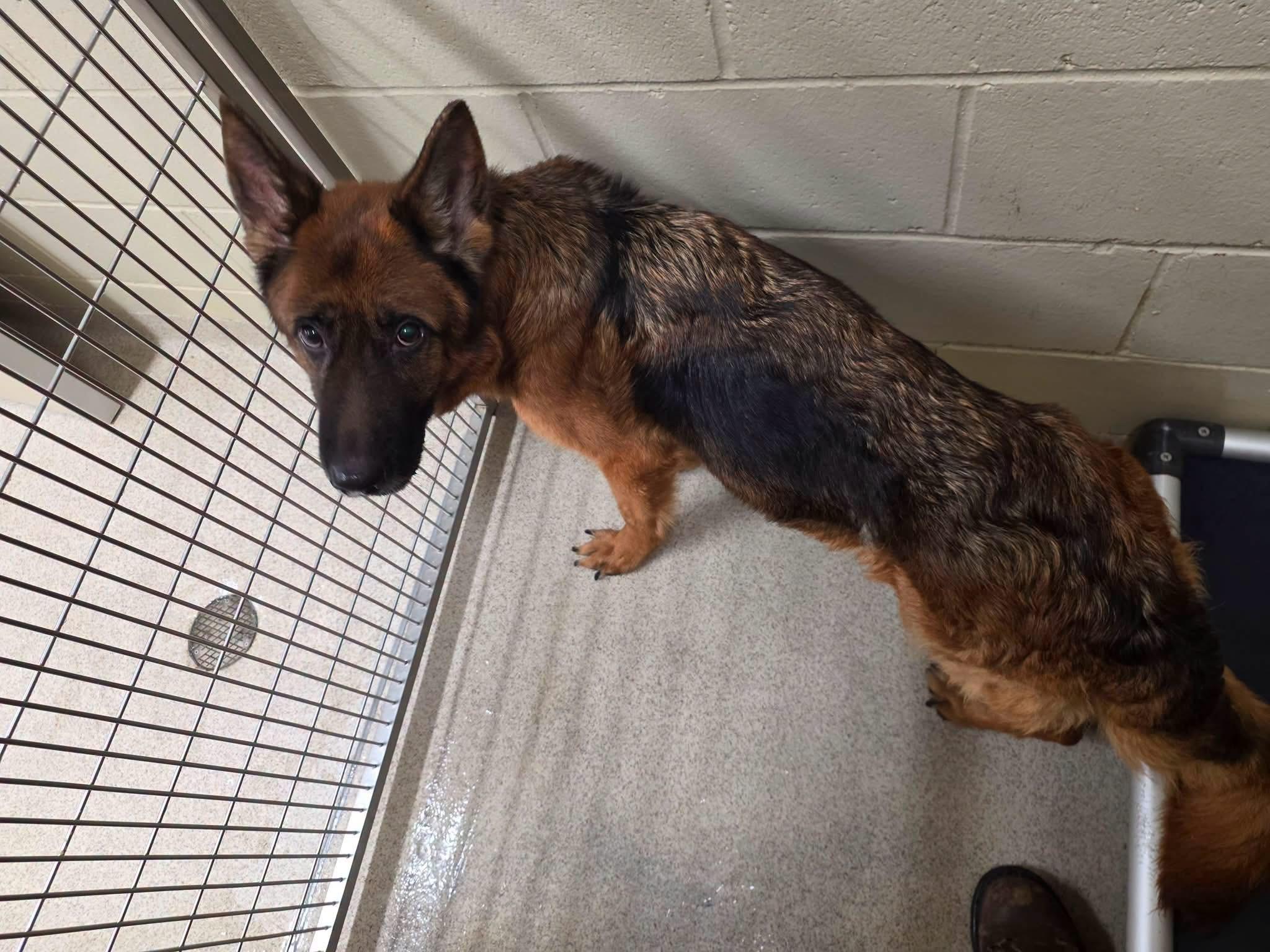 Enlarge Willow, an adopted German Shepherd Dog in Youngstown, OH image 1/1