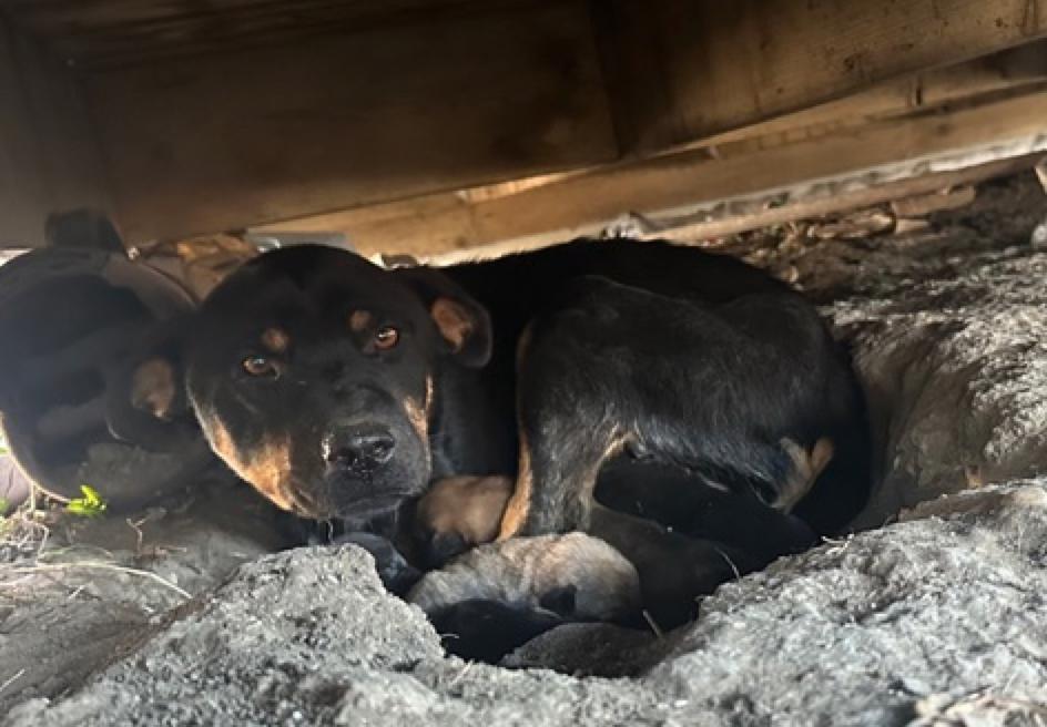 Enlarge Stella, a Adoptable mixed breed in Calgary, AB image 1/5