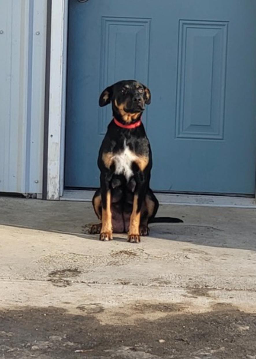 Enlarge Stella, a Adoptable mixed breed in Calgary, AB image 2/5