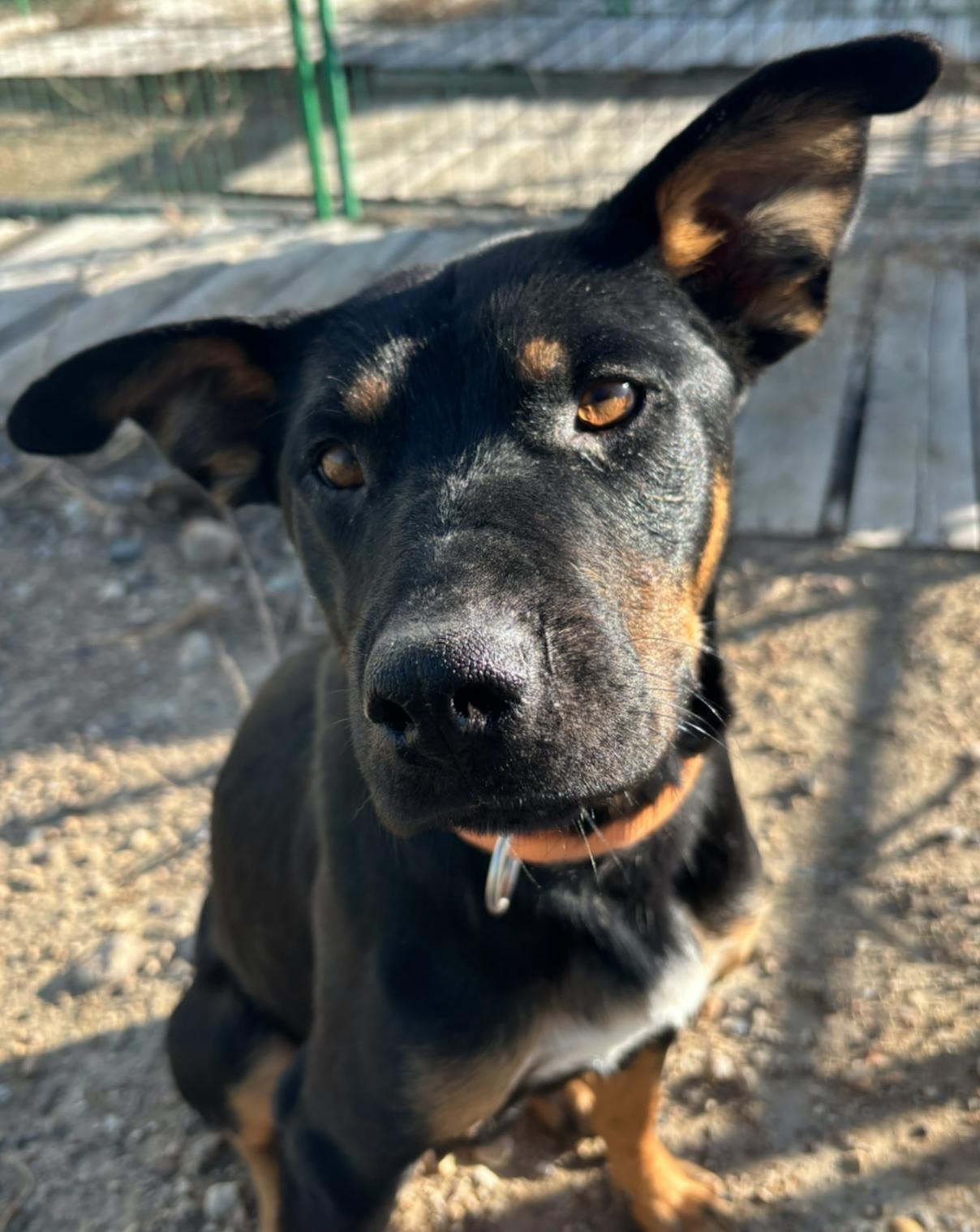 Enlarge Stella, a Adoptable mixed breed in Calgary, AB image 3/5