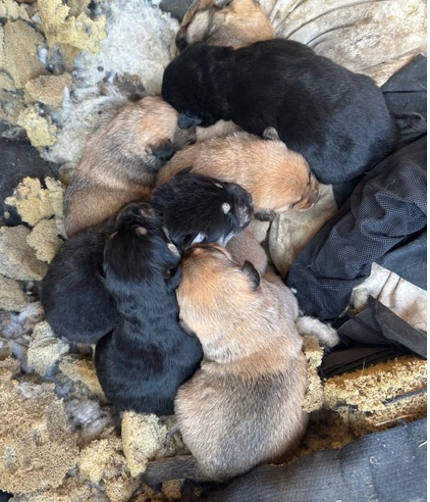 Enlarge Stella, a Adoptable mixed breed in Calgary, AB image 4/5