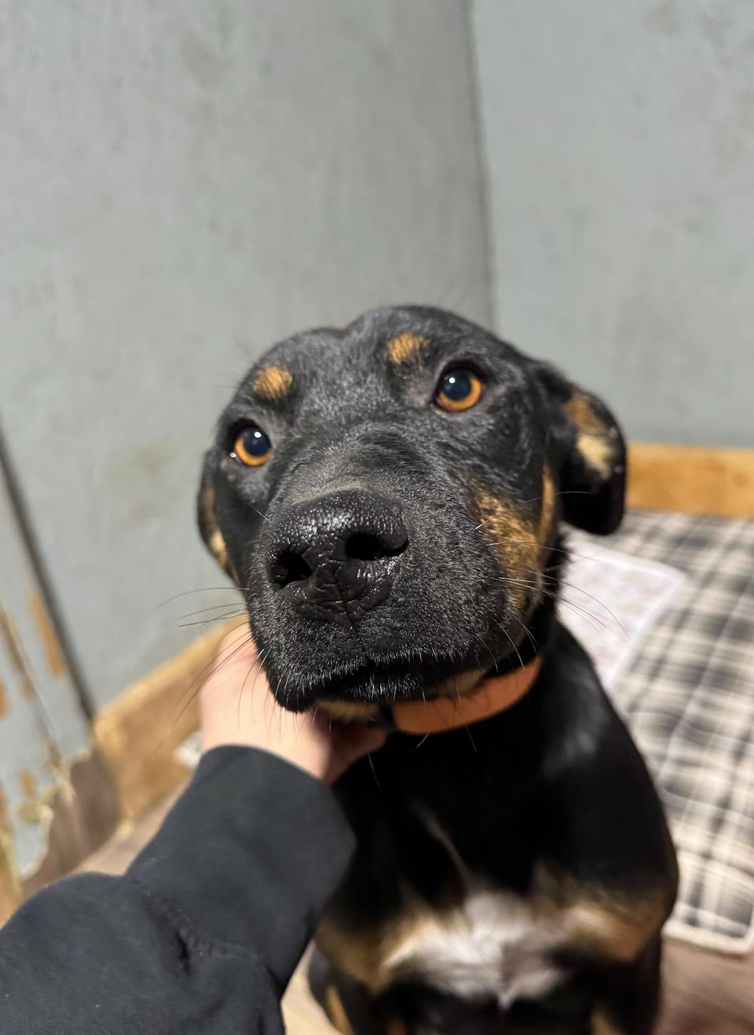 Enlarge Stella, a Adoptable mixed breed in Calgary, AB image 5/5