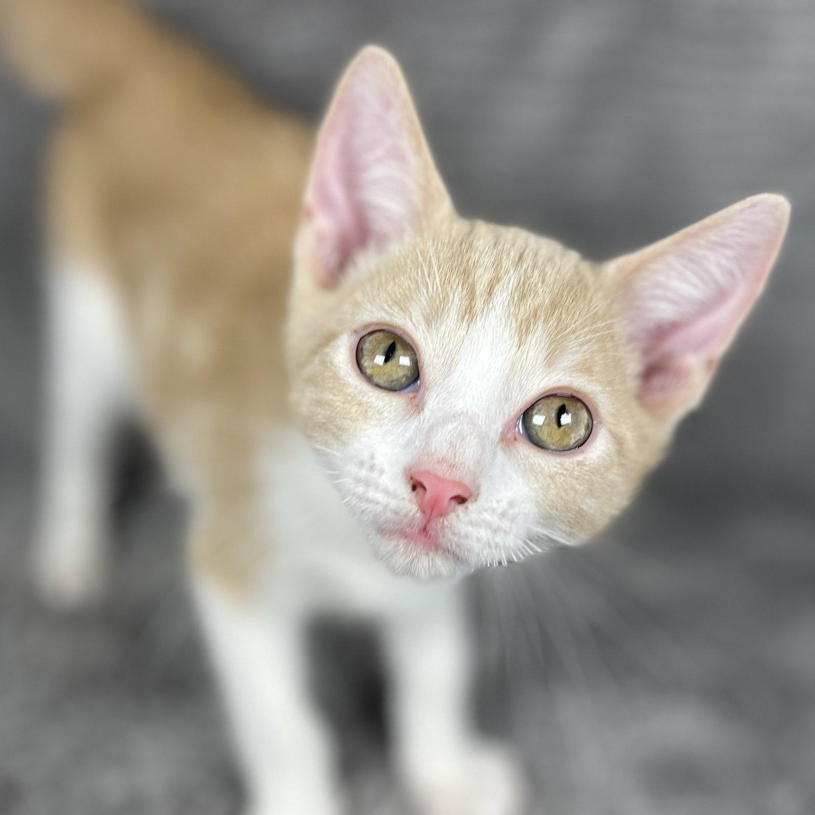 Enlarge Bondo - Andrea foster, a Adoptable Domestic Short Hair in Social Circle, GA image 1/3
