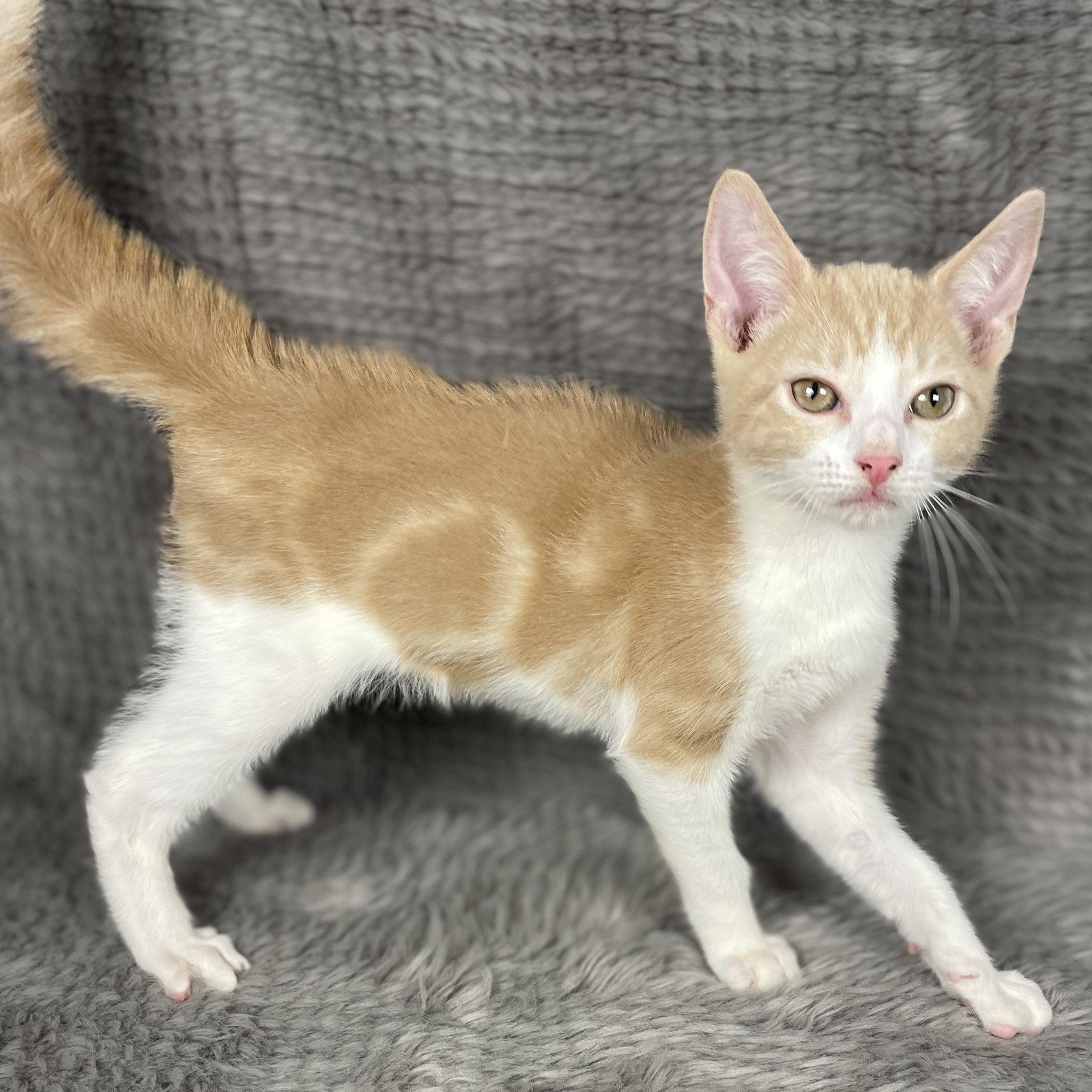 Enlarge Bondo - Andrea foster, a Adoptable Domestic Short Hair in Social Circle, GA image 2/3