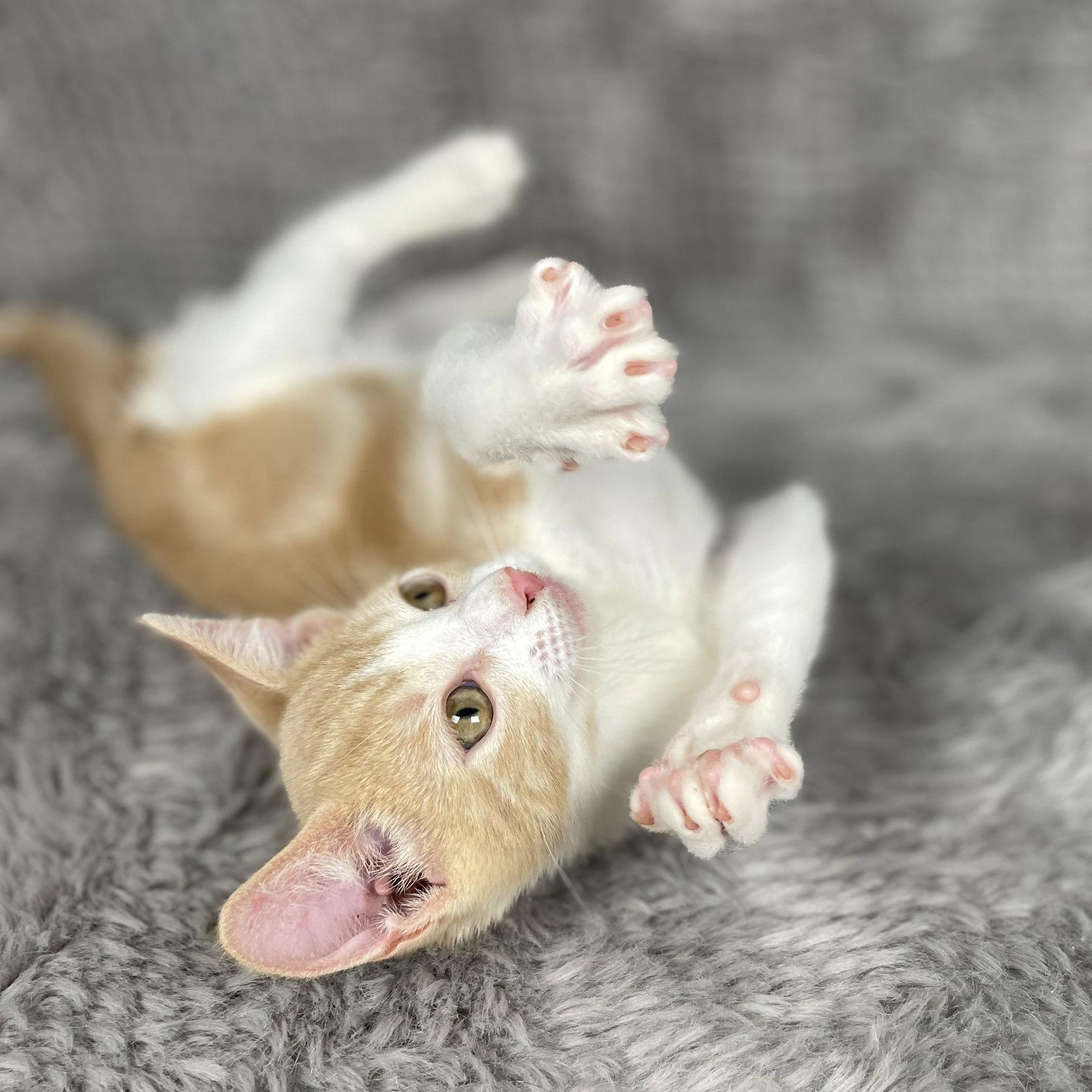 Enlarge Bondo - Andrea foster, a Adoptable Domestic Short Hair in Social Circle, GA image 3/3