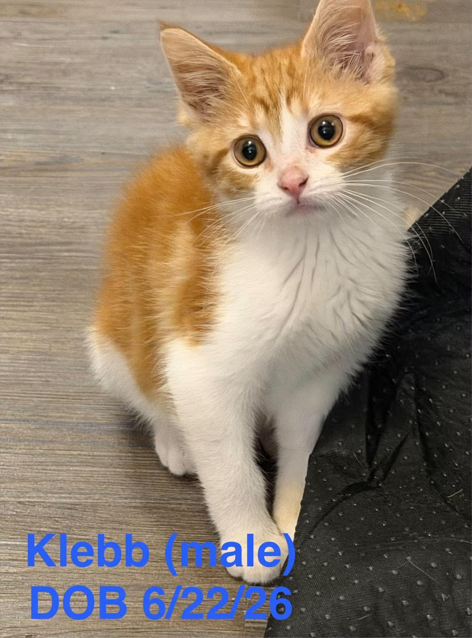 Enlarge Klebb, a Adopted mixed breed in Houghton Lake, MI image 2/2