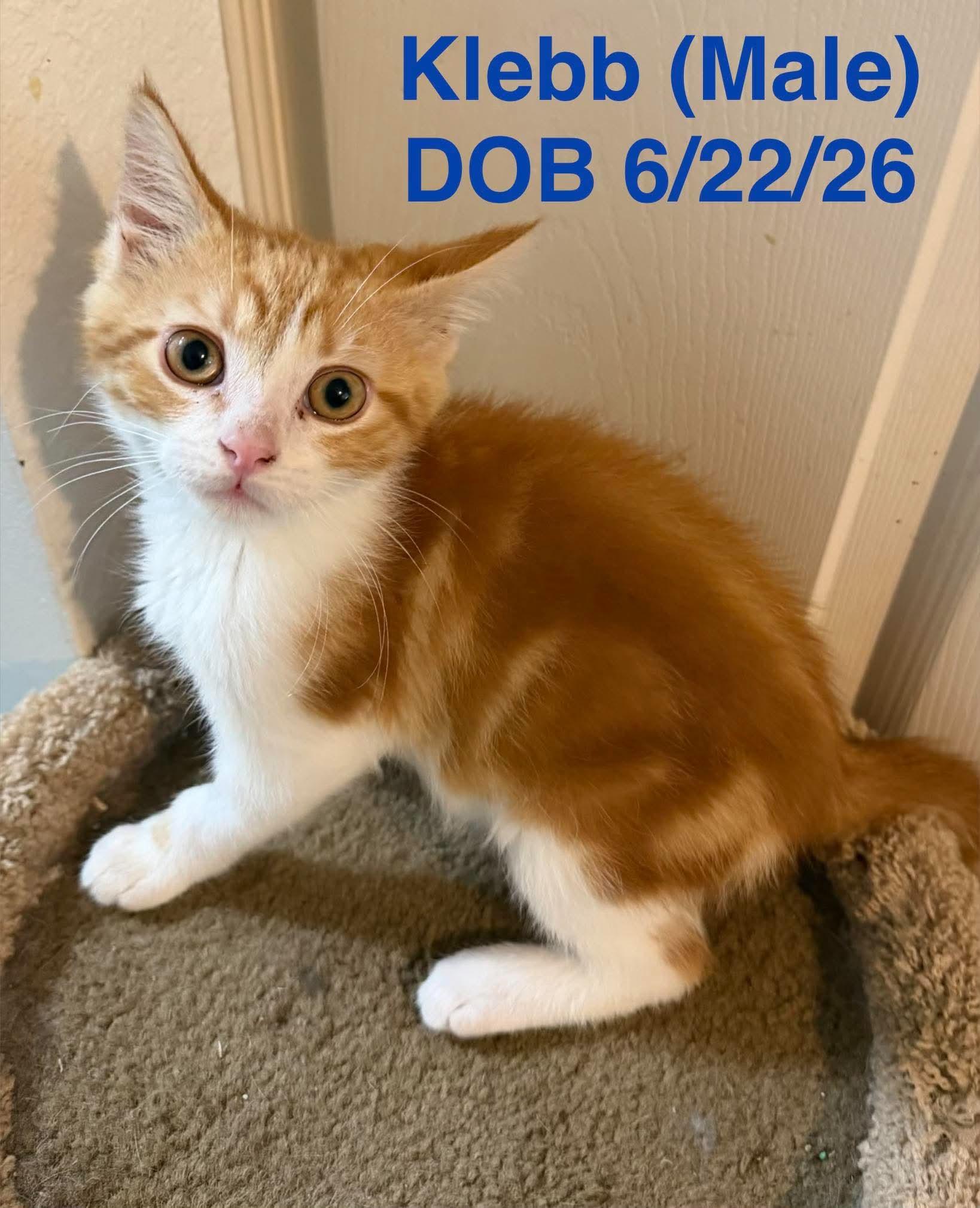 Klebb, Adopted, Young Male Domestic Short Hair.