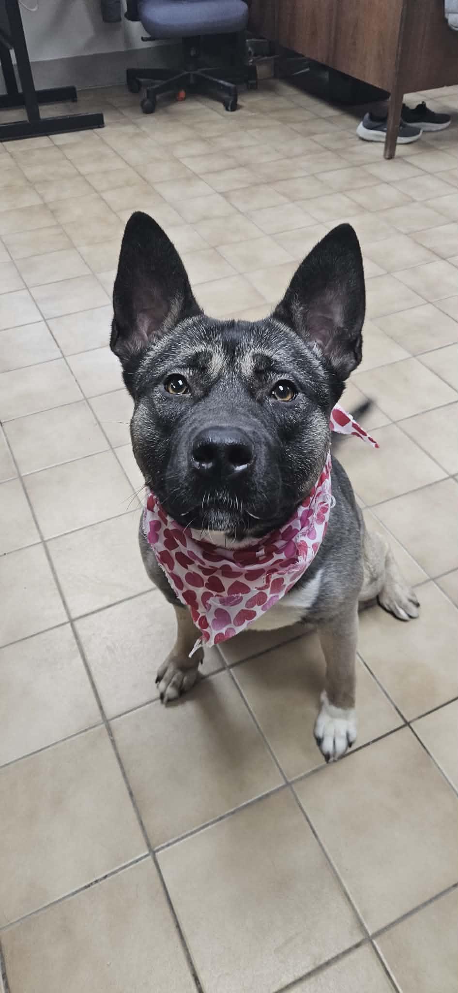 Enlarge Farah, a ADOPTABLE mixed breed in New Castle, PA image 5/5