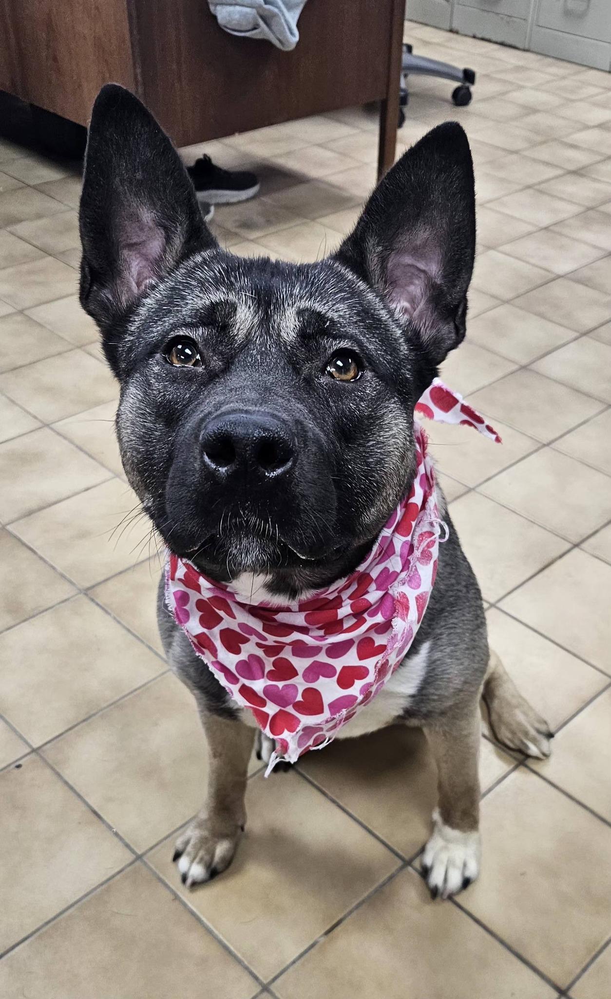 Enlarge Farah, a ADOPTABLE mixed breed in New Castle, PA image 3/5