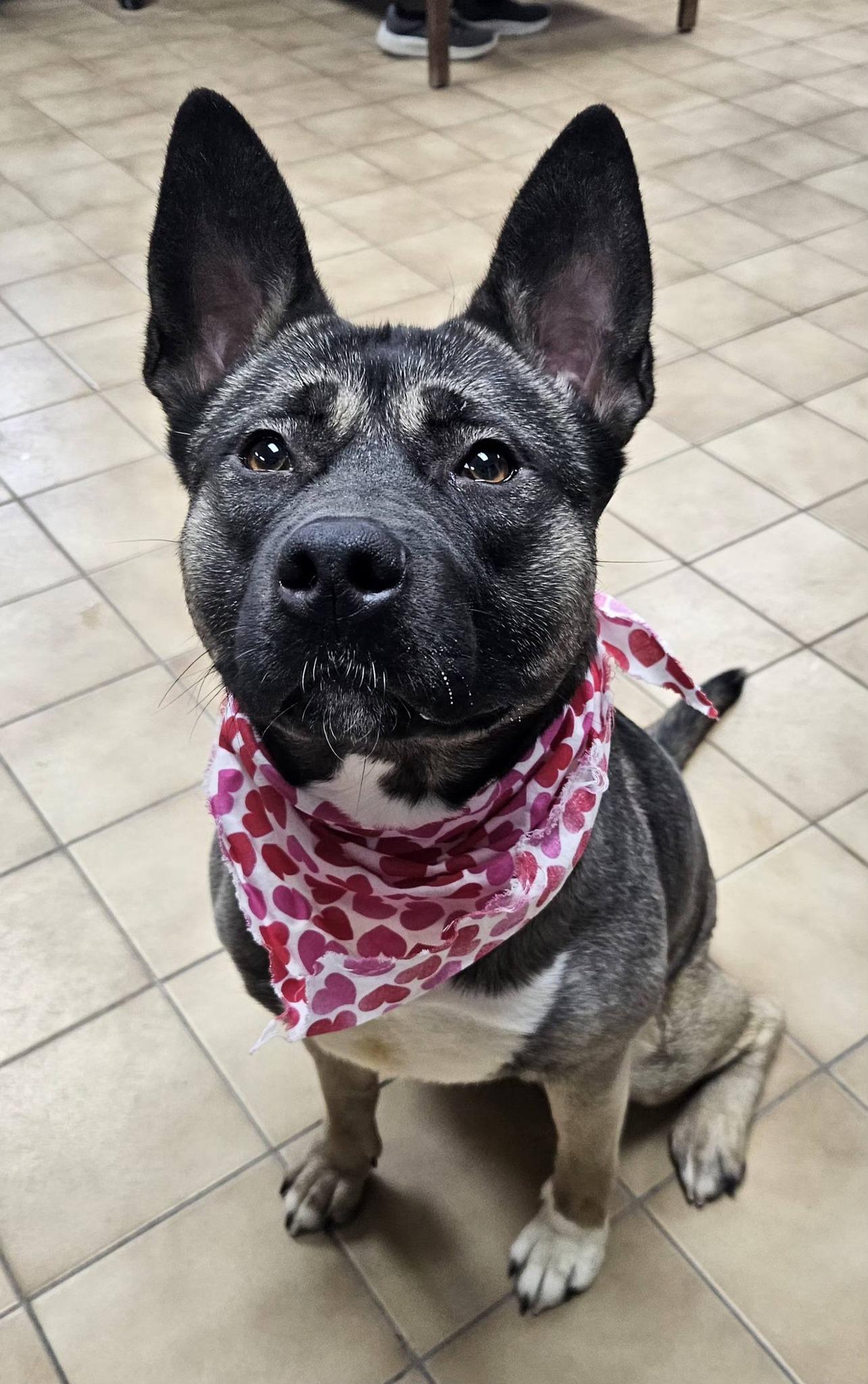 Enlarge Farah, a ADOPTABLE mixed breed in New Castle, PA image 2/5
