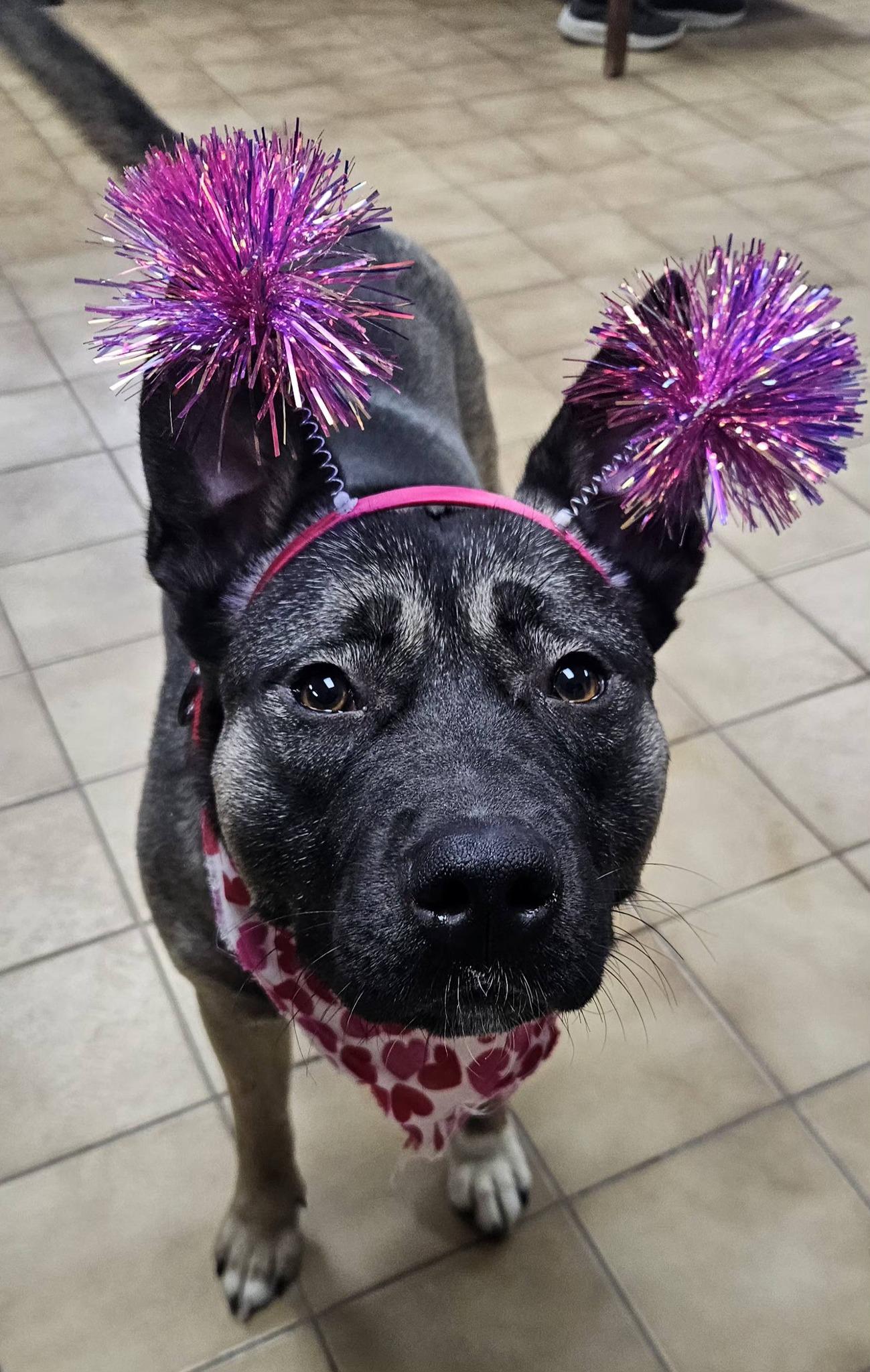 Enlarge Farah, a ADOPTABLE mixed breed in New Castle, PA image 1/5