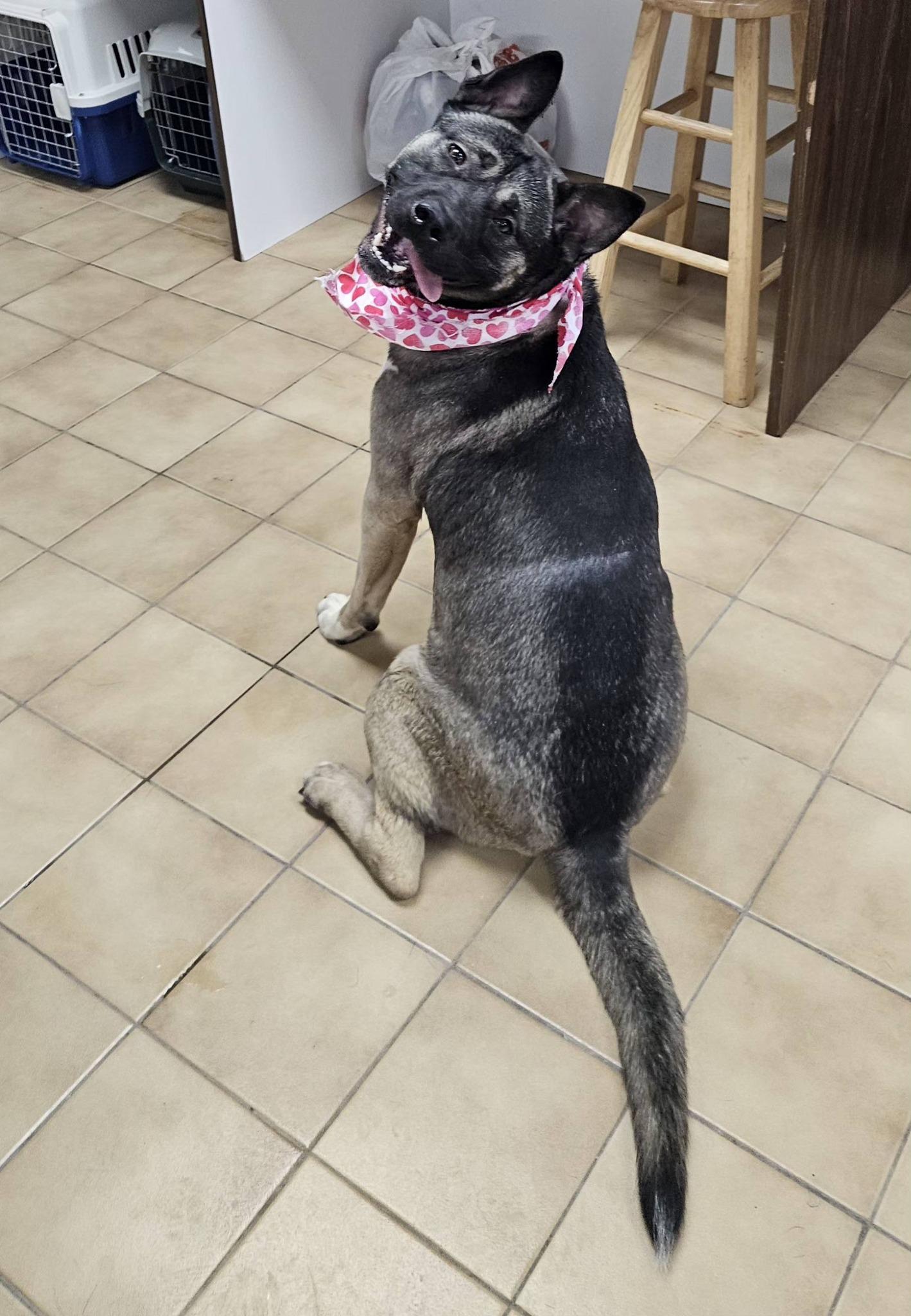 Enlarge Farah, a ADOPTABLE mixed breed in New Castle, PA image 4/5