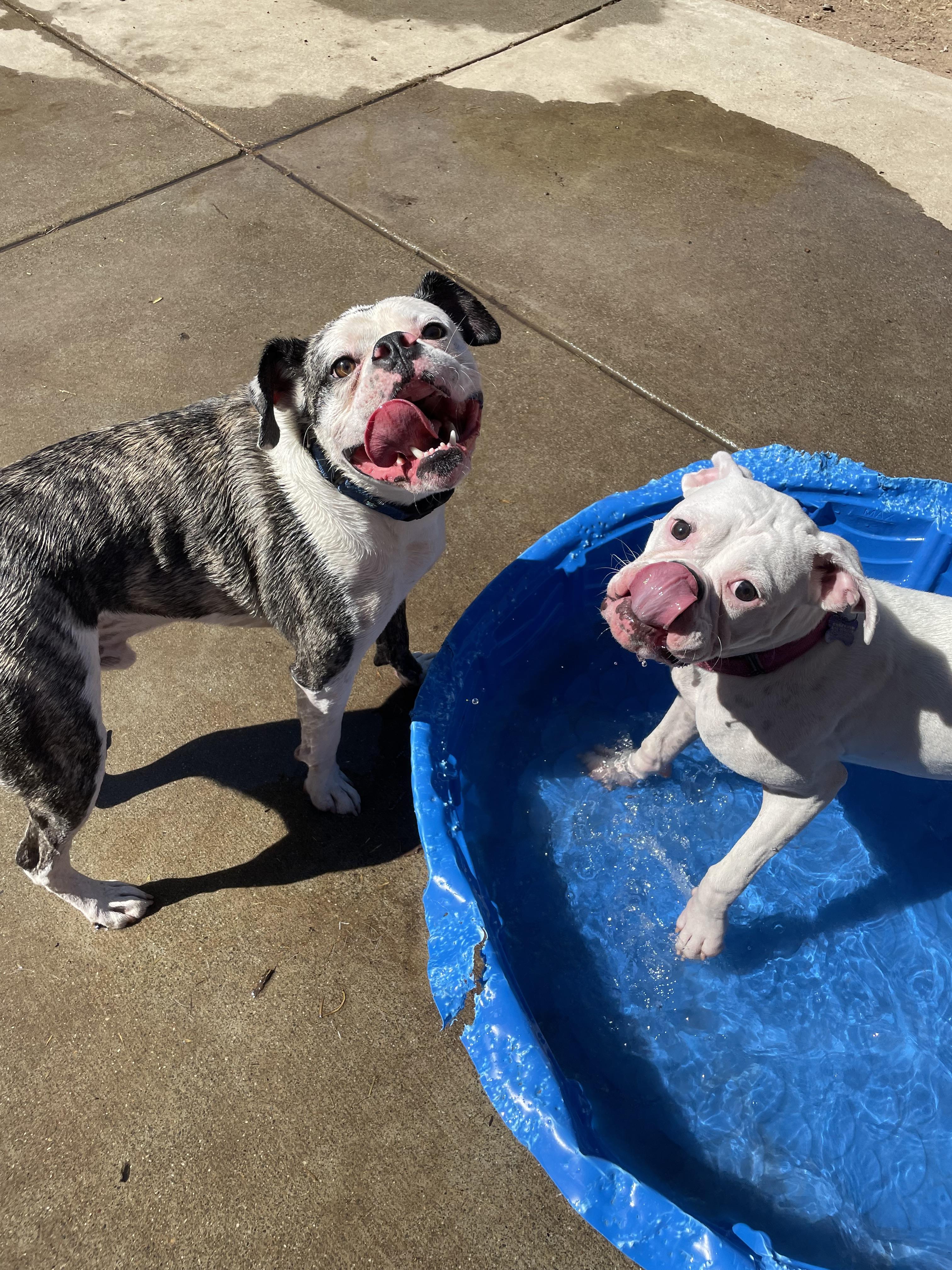 Enlarge Bruno , a ADOPTABLE mixed breed in Sacramento, CA image 5/6