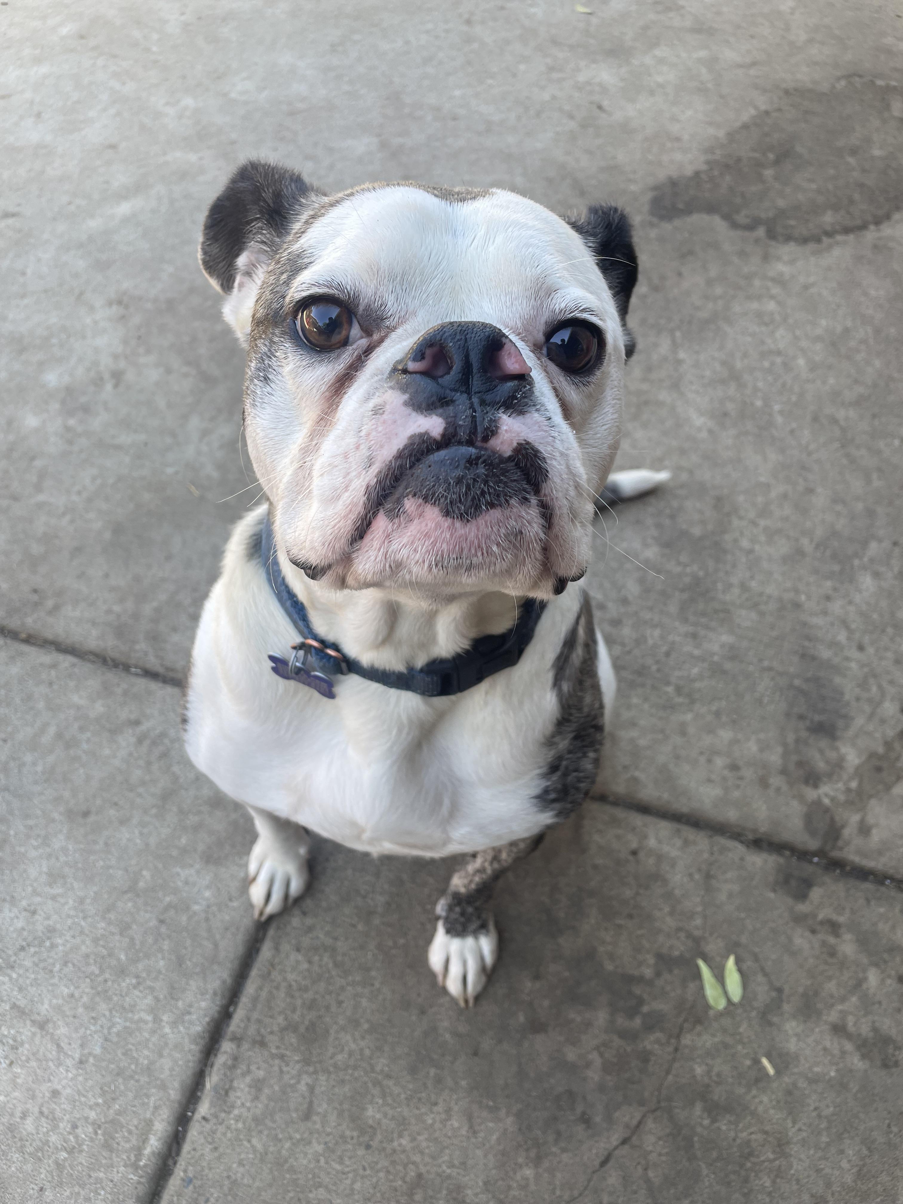 Enlarge Bruno , a ADOPTABLE mixed breed in Sacramento, CA image 2/6