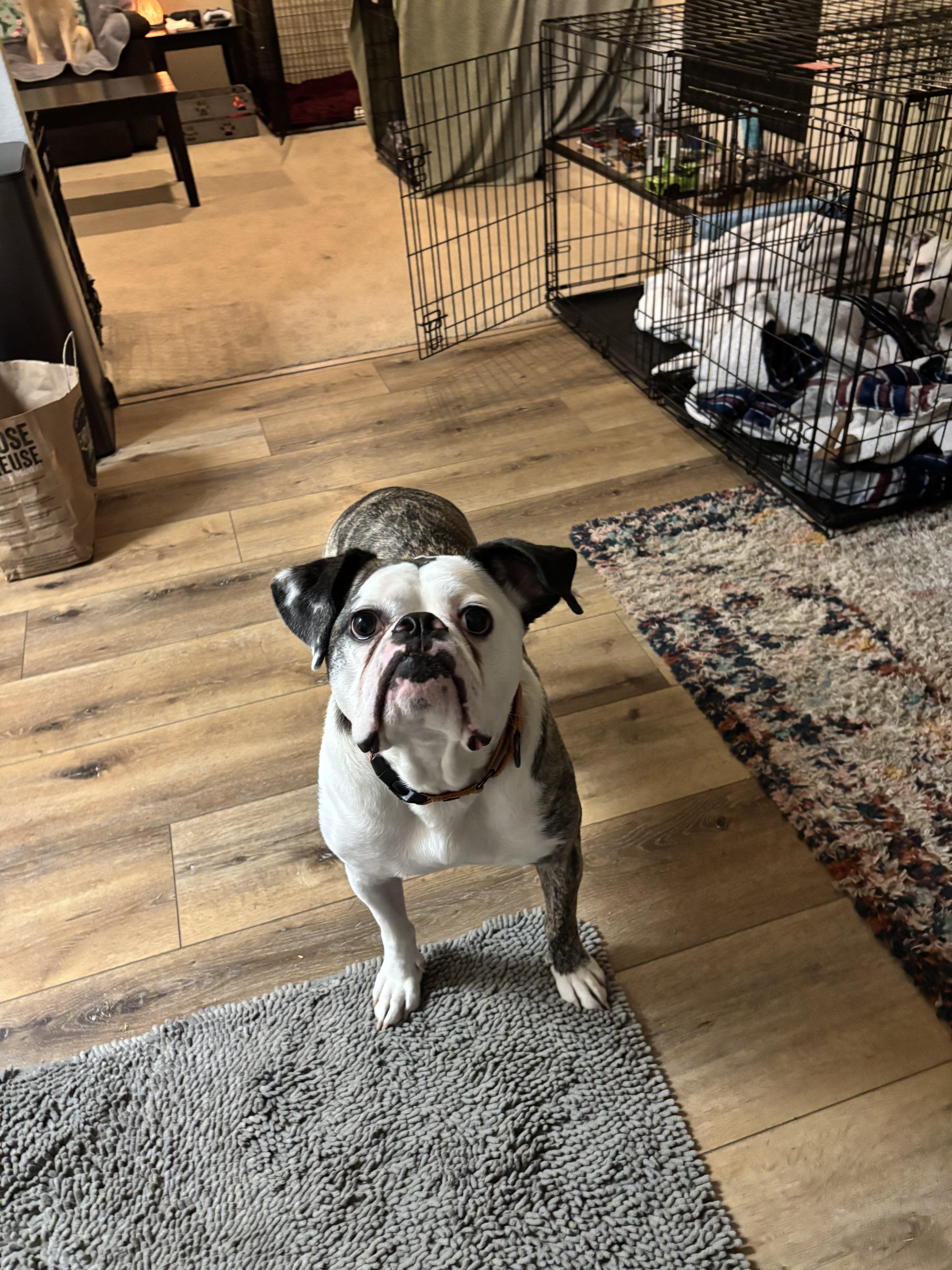 Enlarge Bruno , a ADOPTABLE mixed breed in Sacramento, CA image 3/6