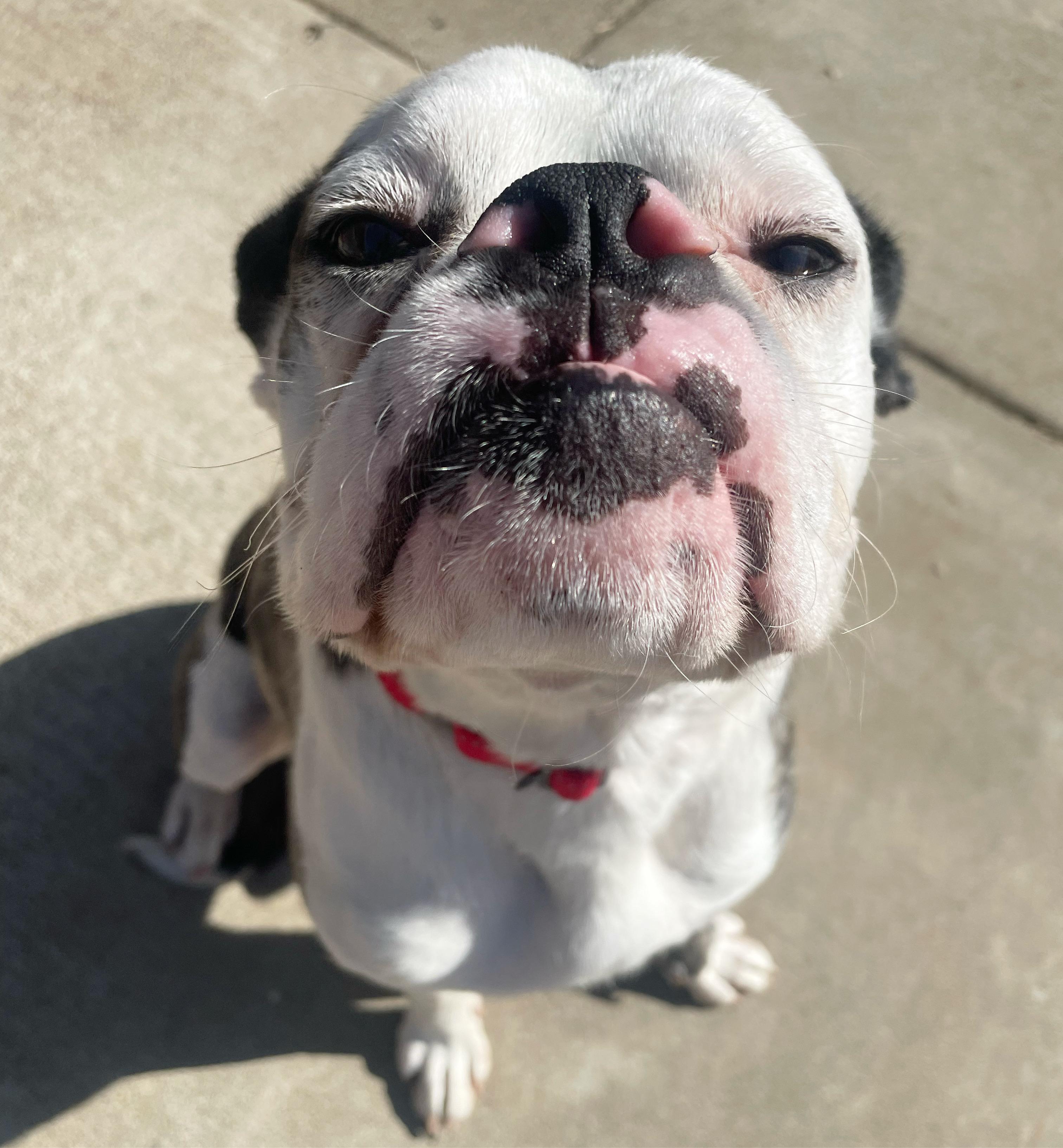 Bruno , ADOPTABLE, Adult Male Boxer.