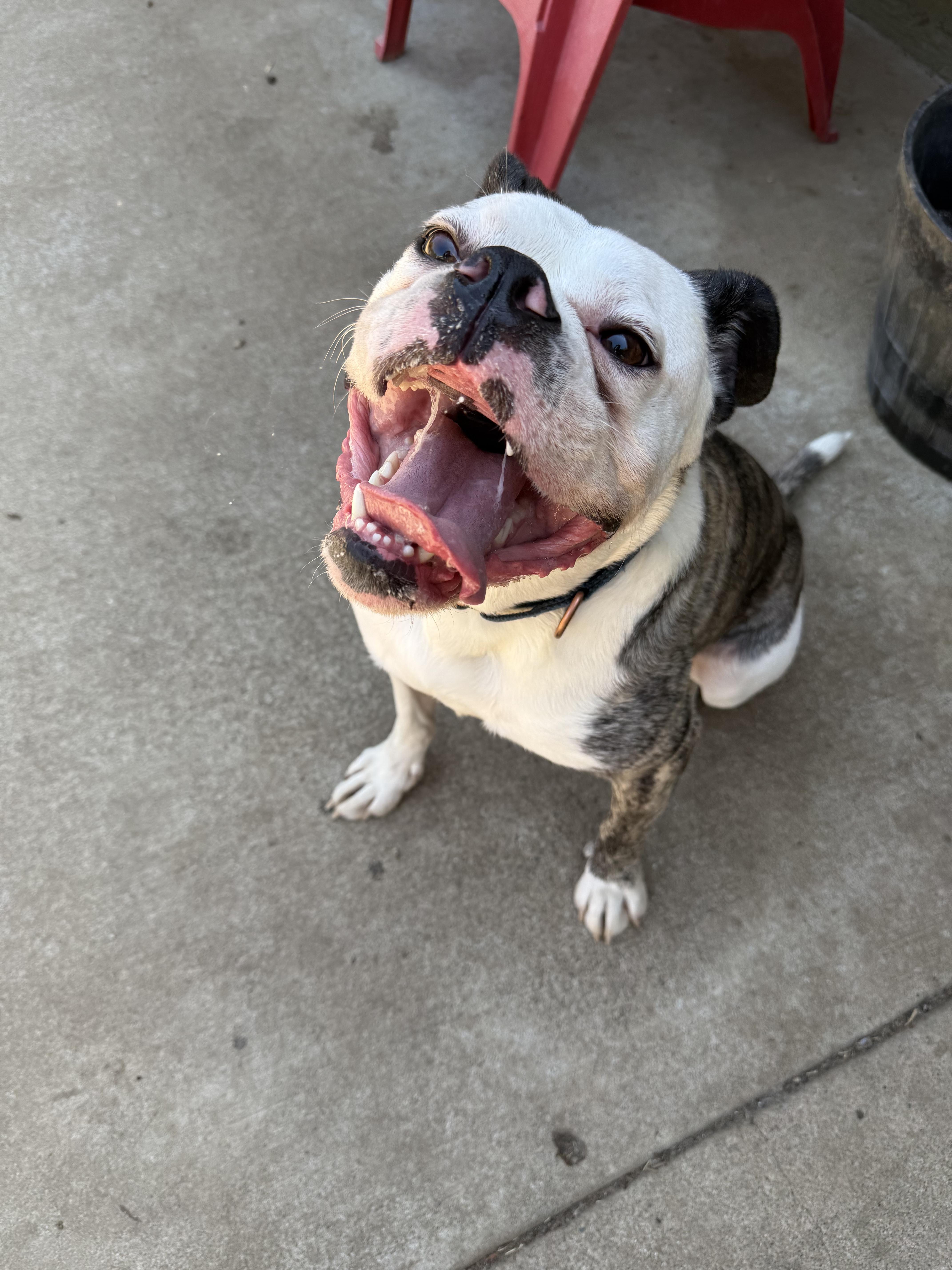 Enlarge Bruno , a ADOPTABLE mixed breed in Sacramento, CA image 6/6
