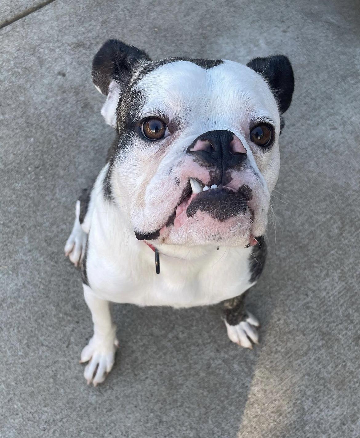 Enlarge Bruno , a ADOPTABLE mixed breed in Sacramento, CA image 4/6