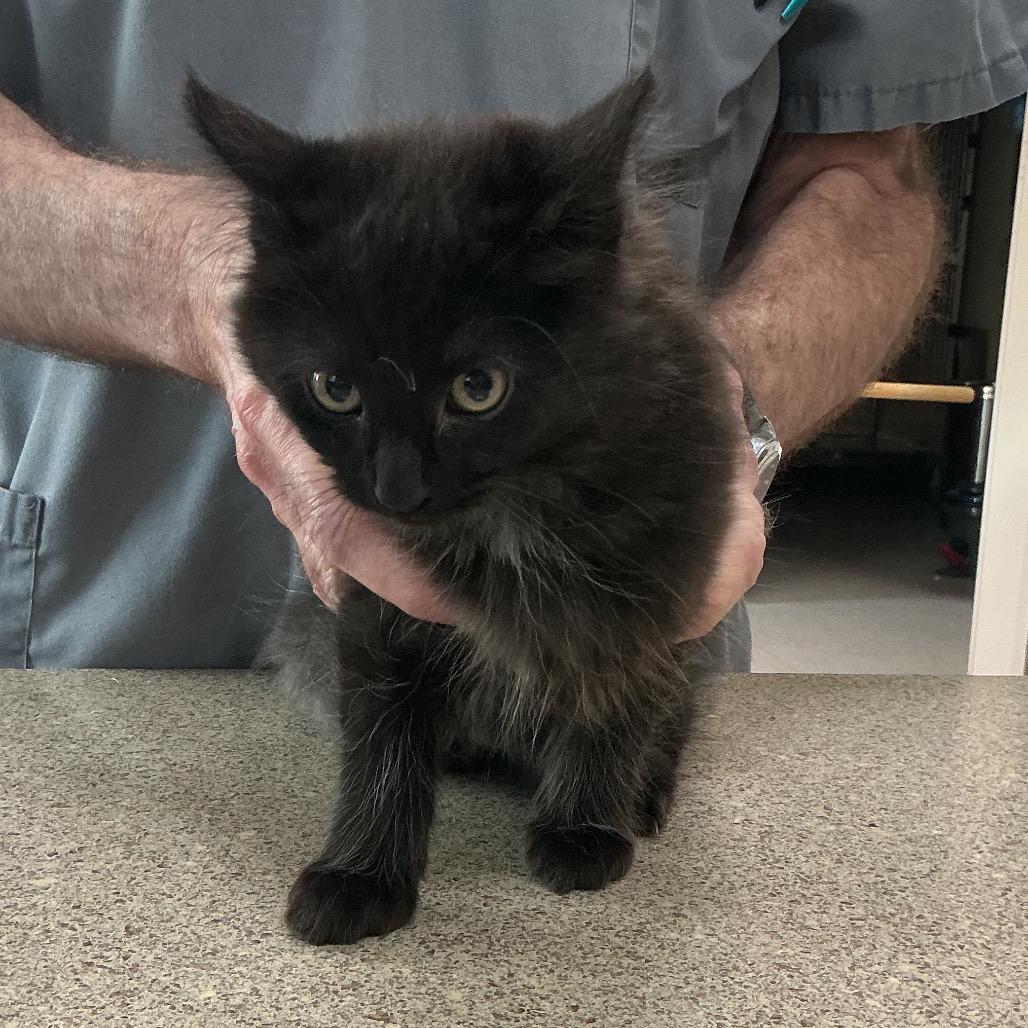 Hershey, adopted, Kitten Male Domestic Medium Hair.