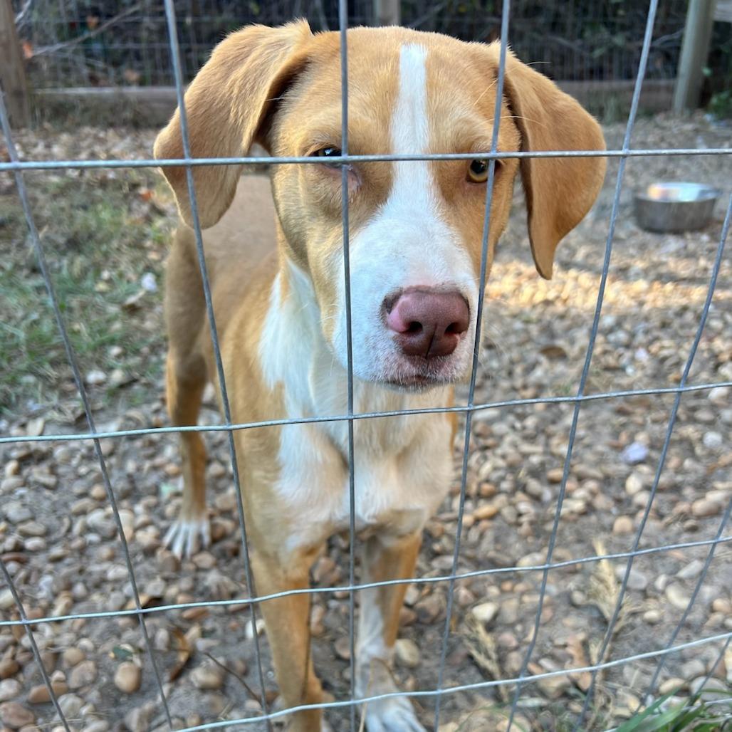 Falls, Adoptable, Young Female Mixed Breed & Hound.