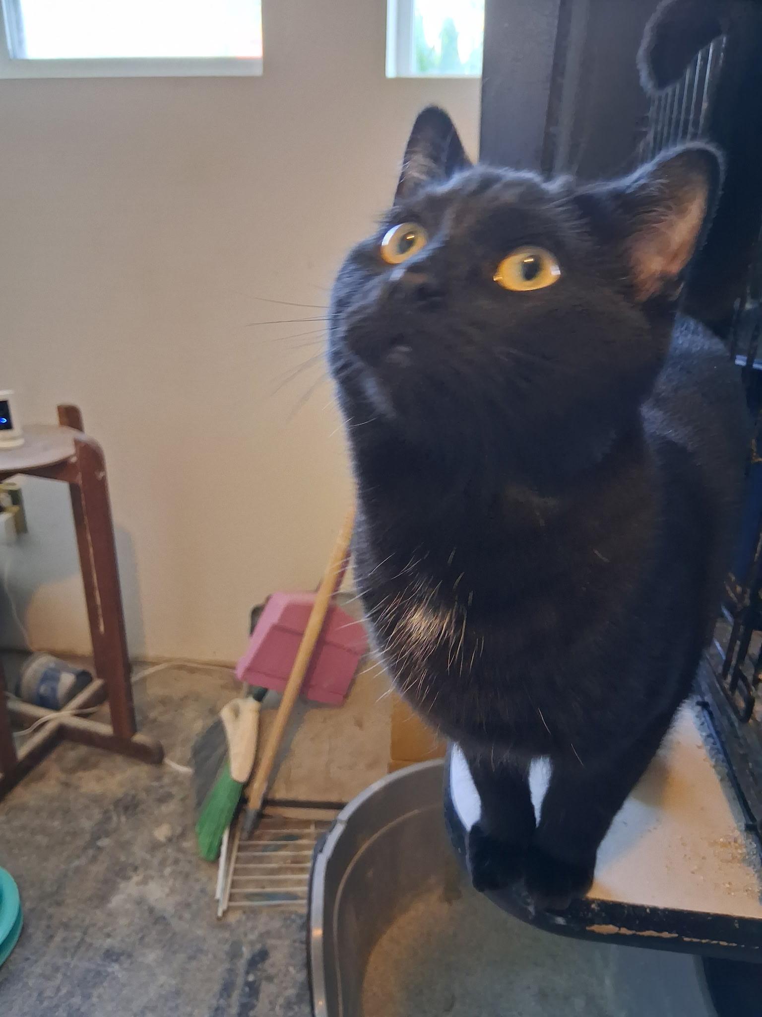 Onyx, Adoptable, Young Male American Shorthair.