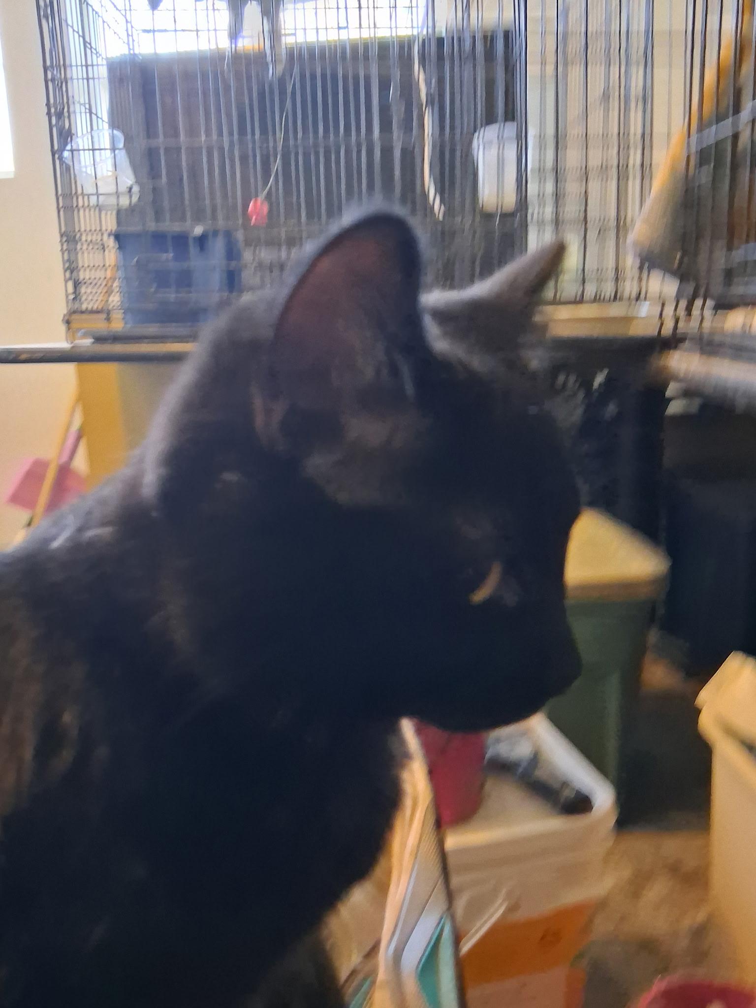 Enlarge Onyx, a Adoptable American Shorthair in Montgomery, IL image 2/3