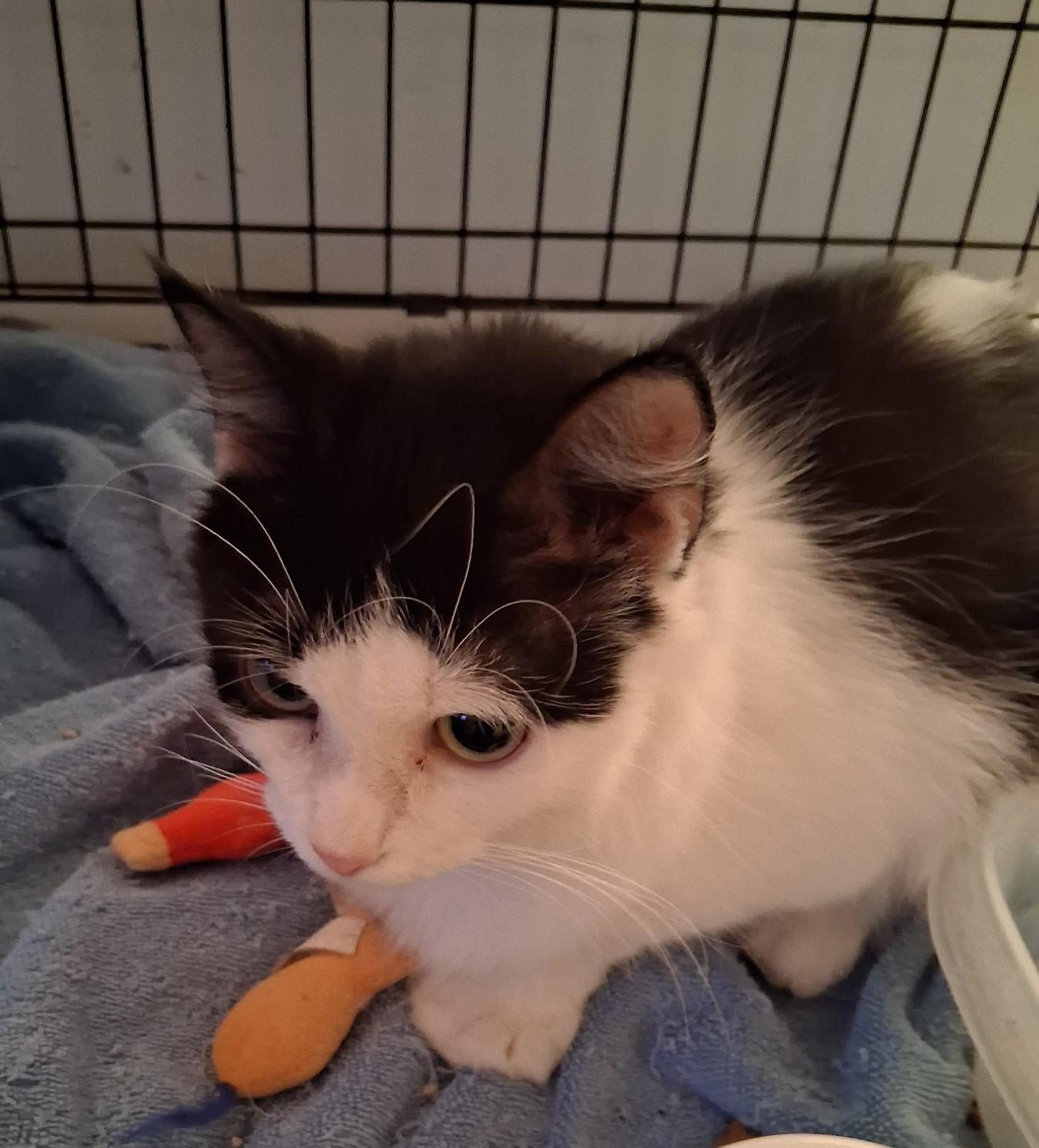 Enlarge Layla, a Adoptable Domestic Medium Hair in Avon, NY image 1/1