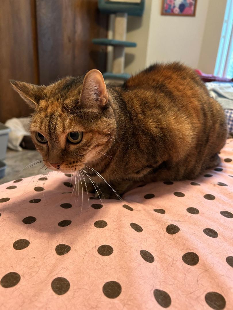 Velvet, adopted, Adult Female Domestic Short Hair.