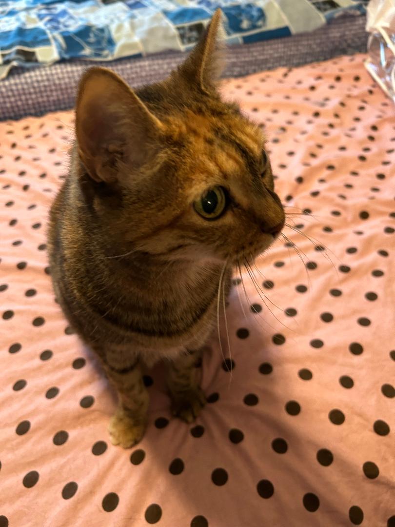 Enlarge Velvet, an adopted mixed breed in Victorville, CA image 3/3