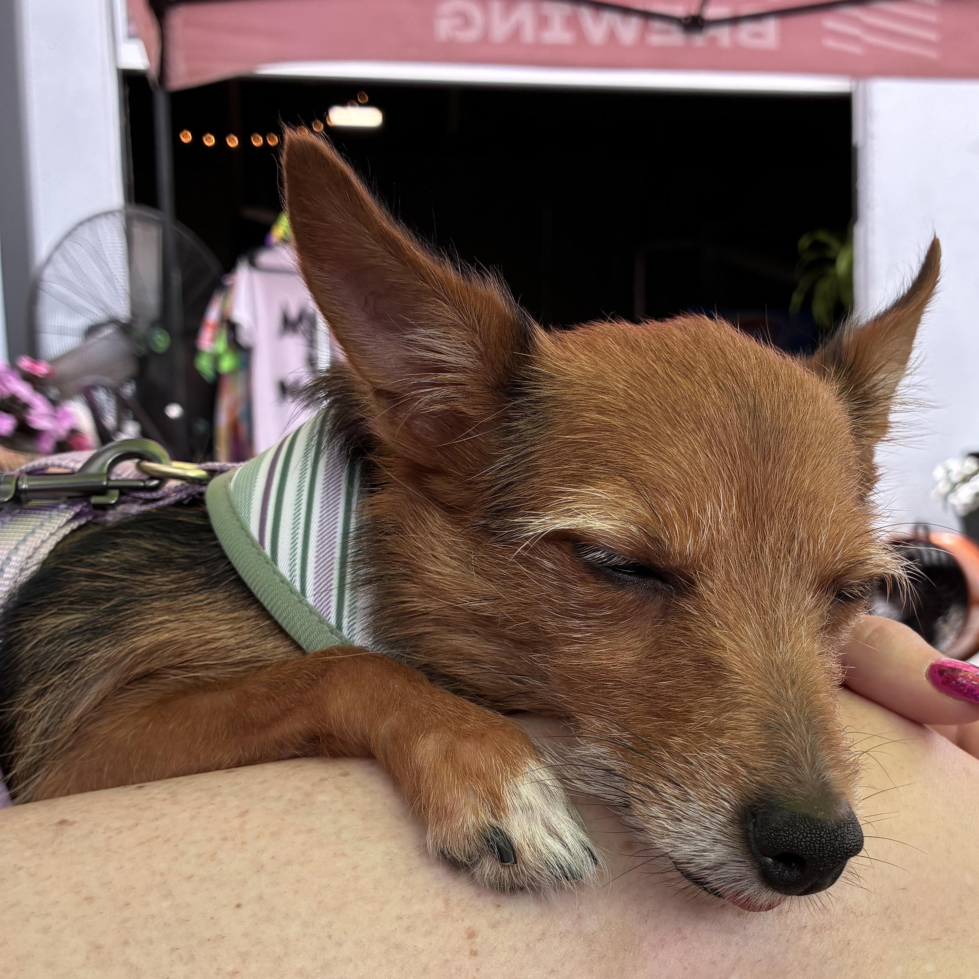 Enlarge Matcha, an adopted mixed breed in Oklahoma City, OK image 4/5