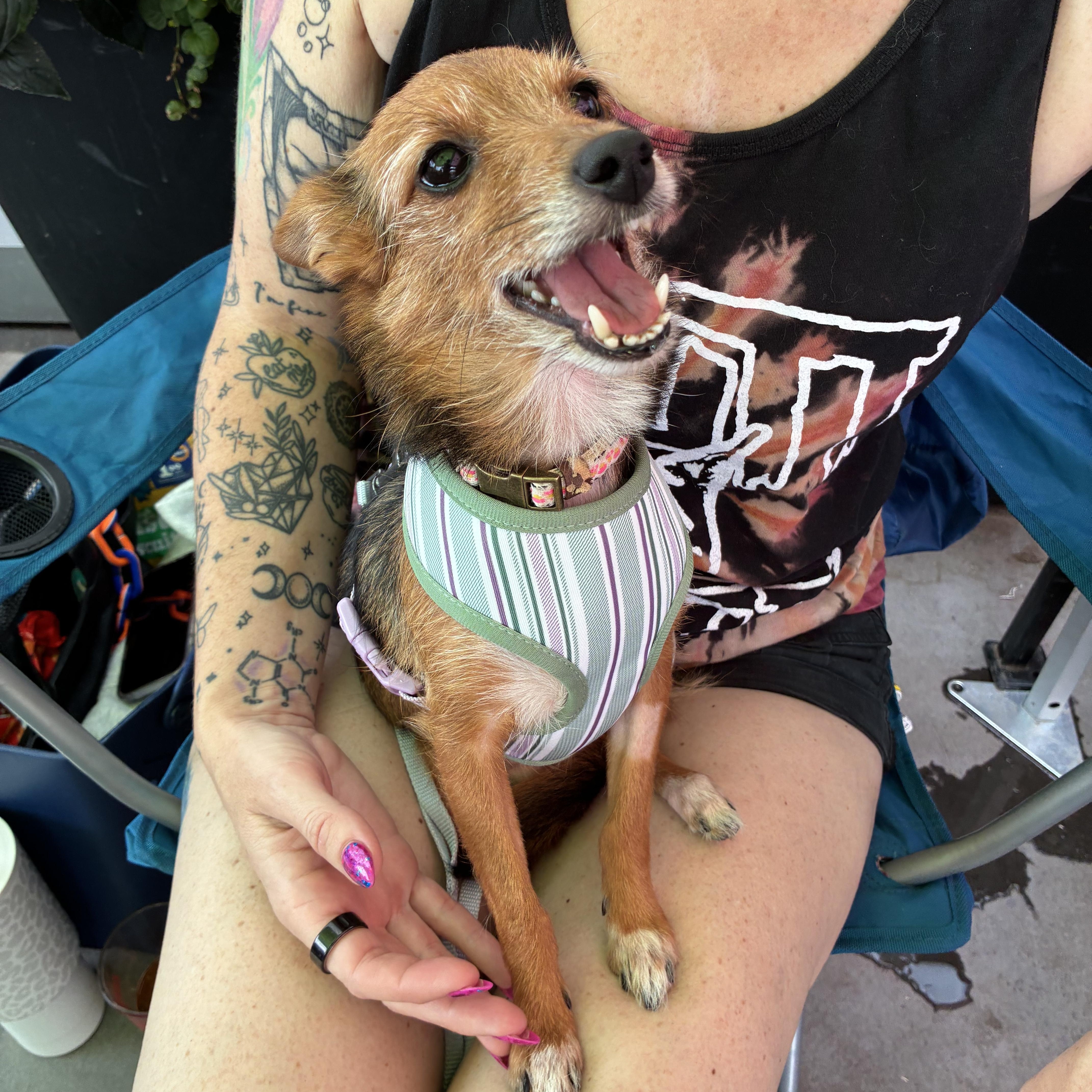 Enlarge Matcha, an adopted mixed breed in Oklahoma City, OK image 2/5