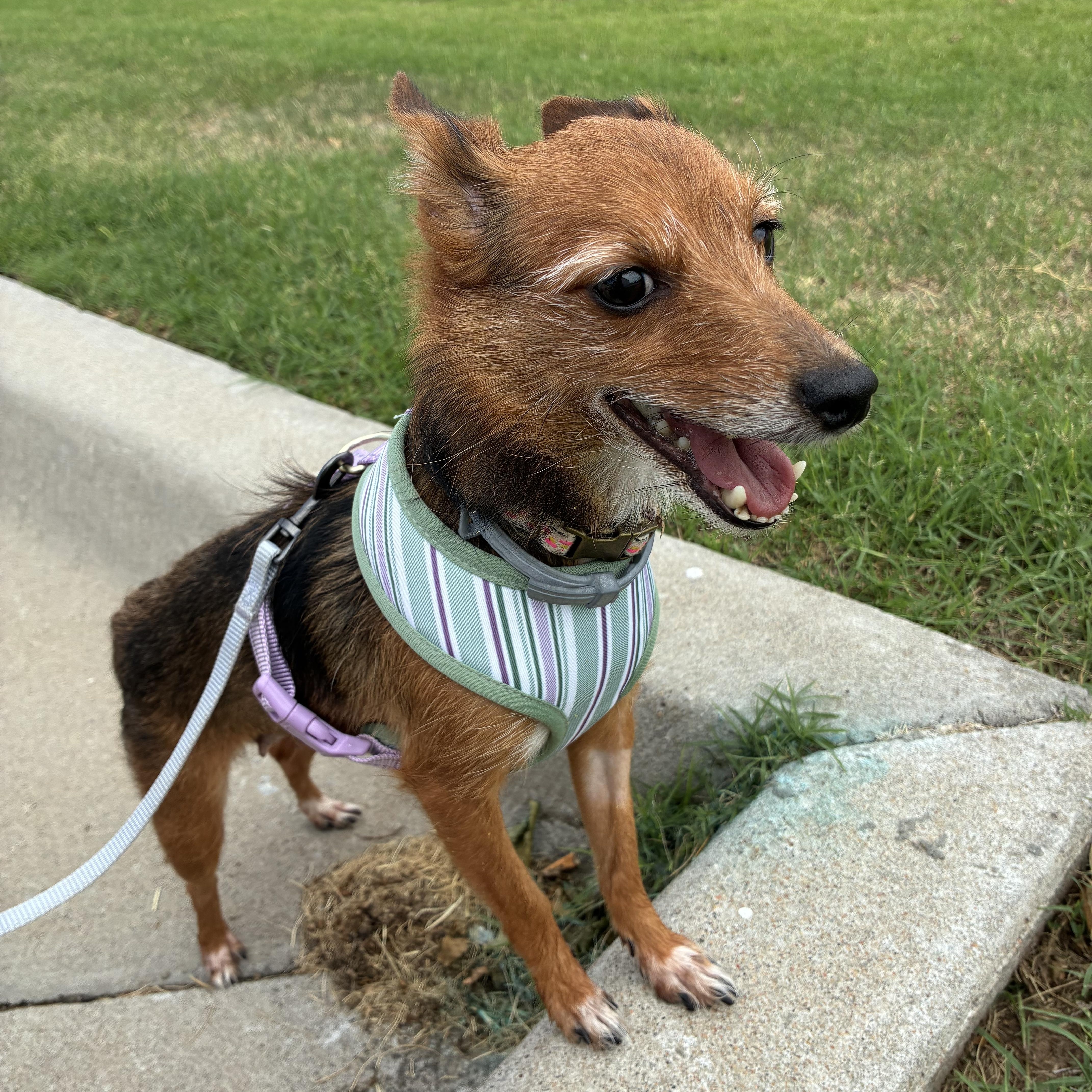 Enlarge Matcha, an adopted mixed breed in Oklahoma City, OK image 5/5