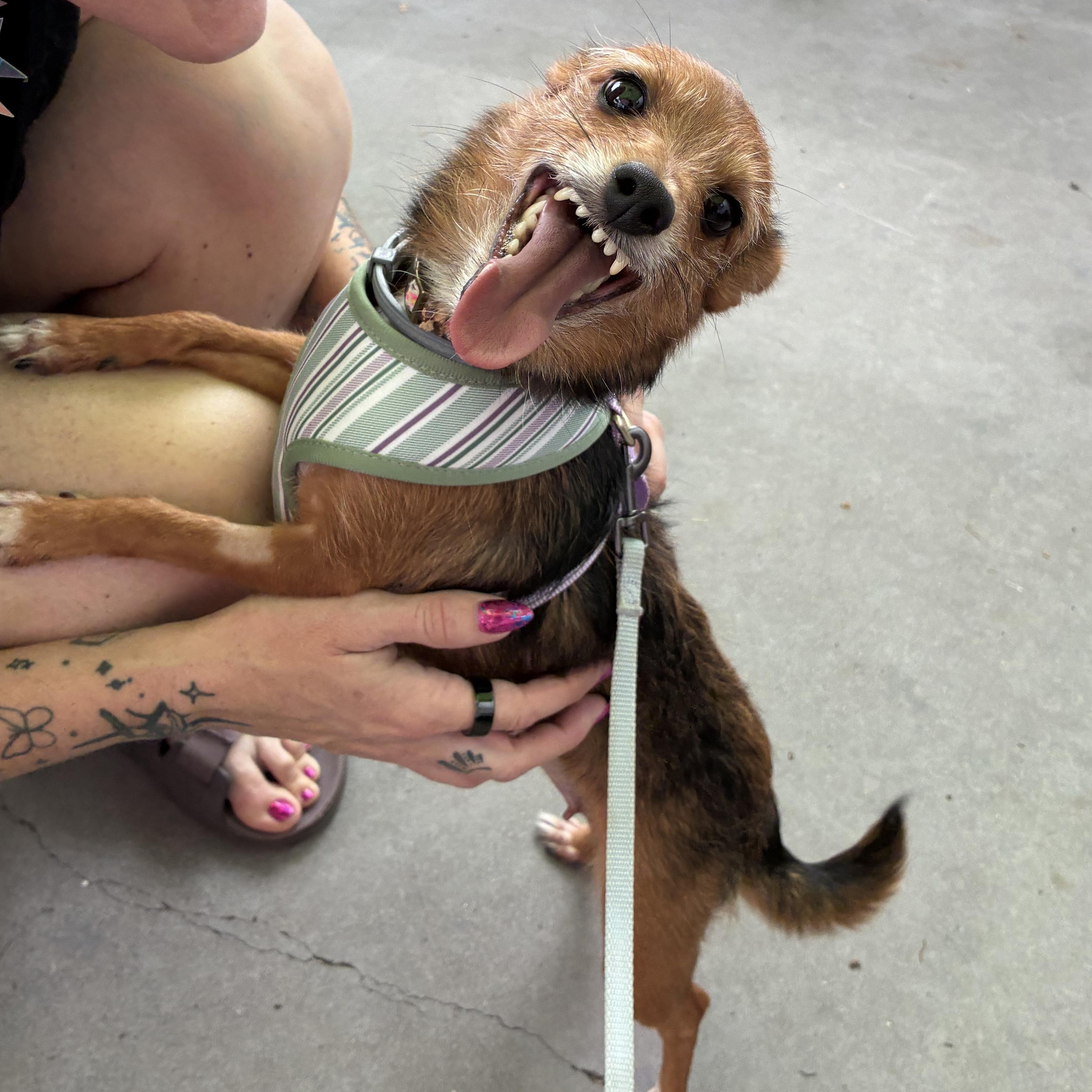 Enlarge Matcha, an adopted mixed breed in Oklahoma City, OK image 3/5